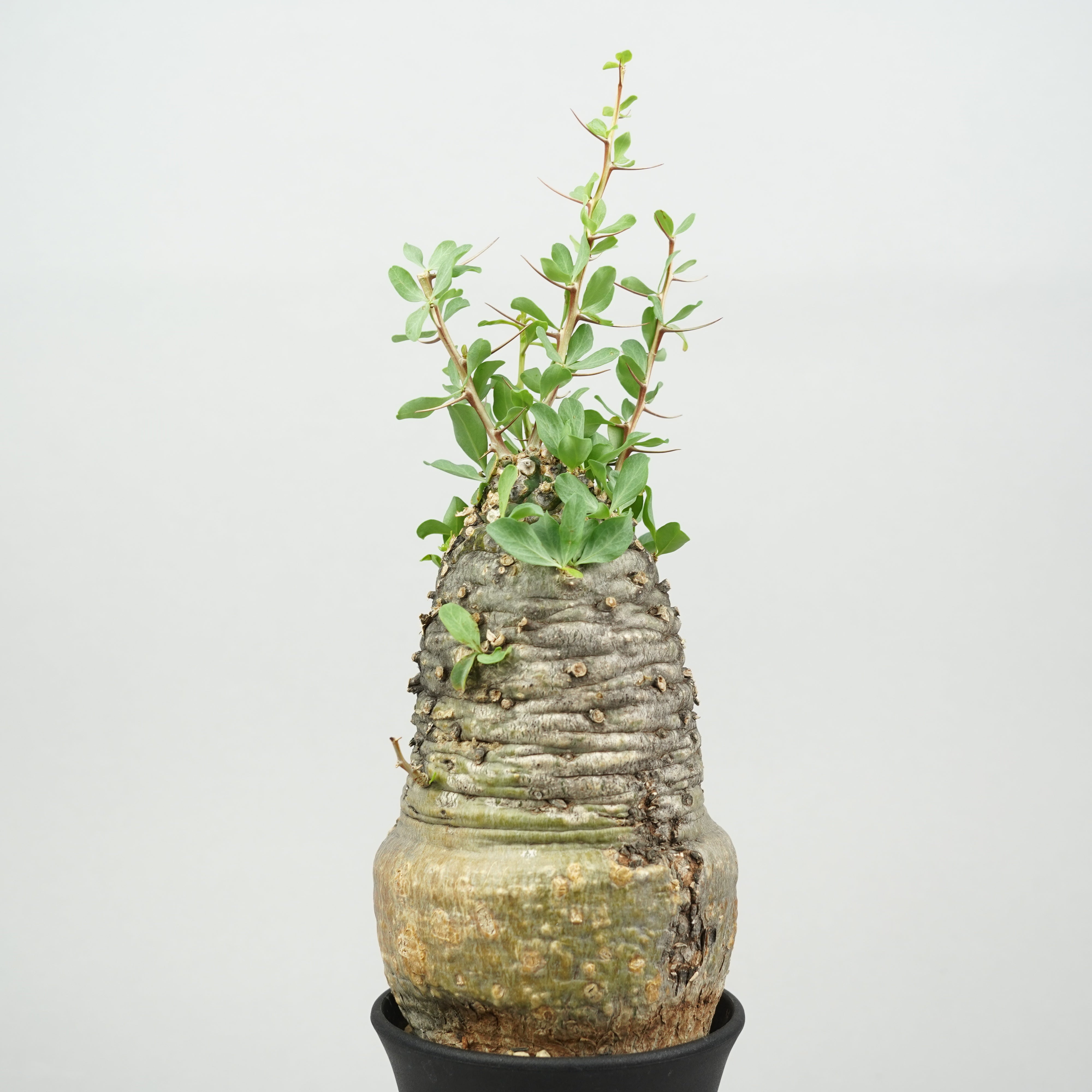 【鉢ごと発送】VALIEMフォークイエリア　コルムナリス　観峰玉 フォークイエリア コルムナリス 観峰玉 コレクション株 - メルカリ