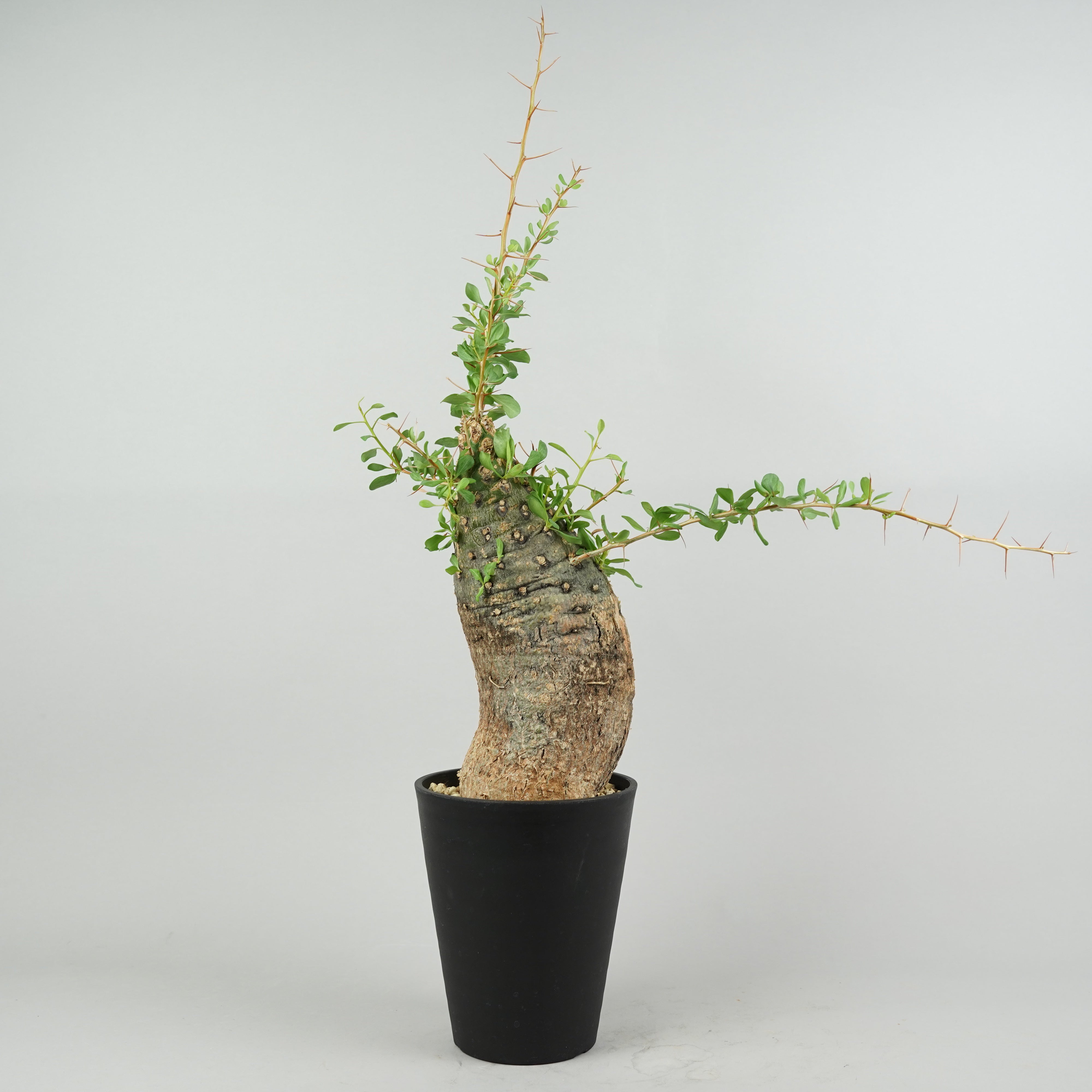 植物/その他植物 – Hachi-8