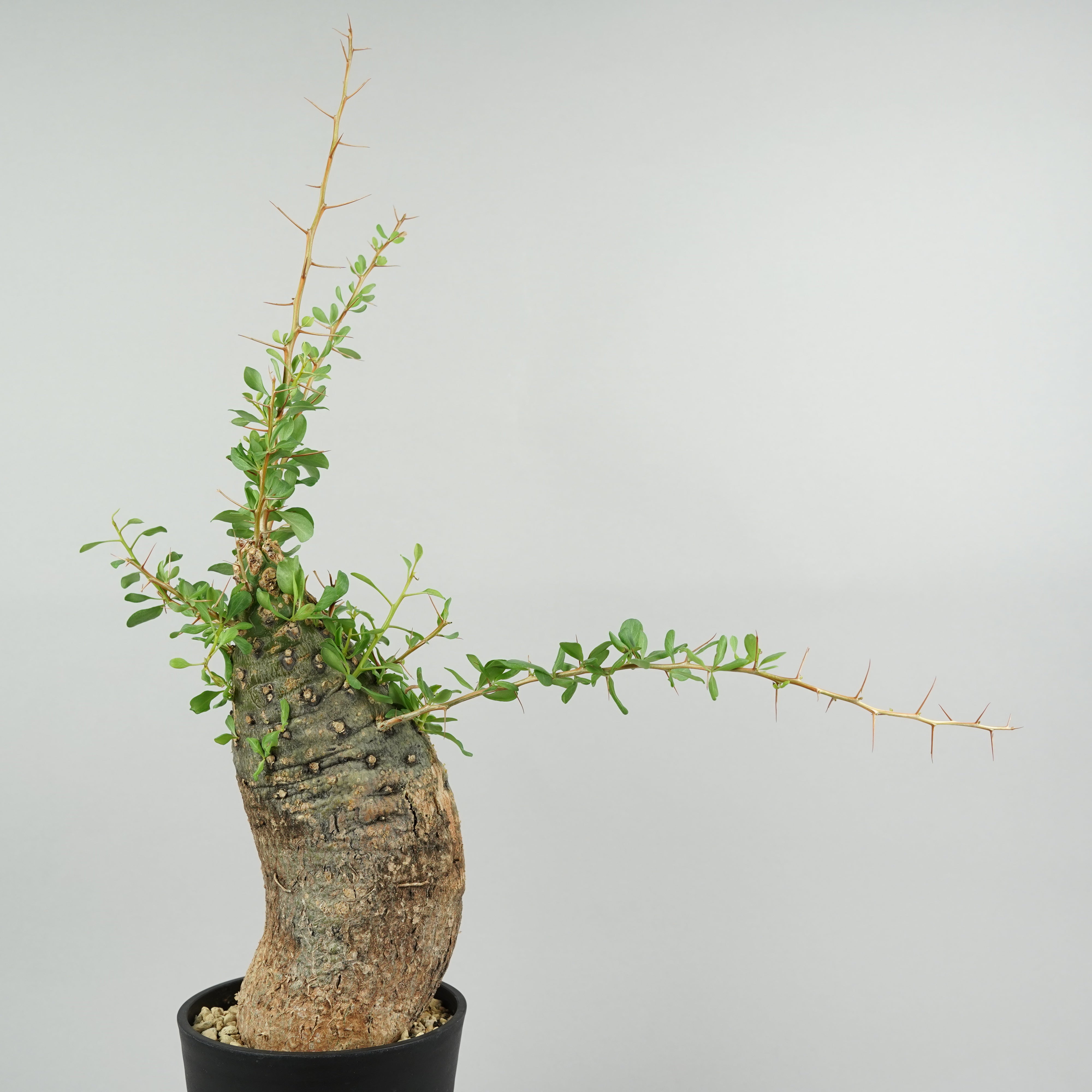 【しゃぼてんぬ】フォークイエリアコルムナリス　観峰玉 フォークイエリア コルムナリス 