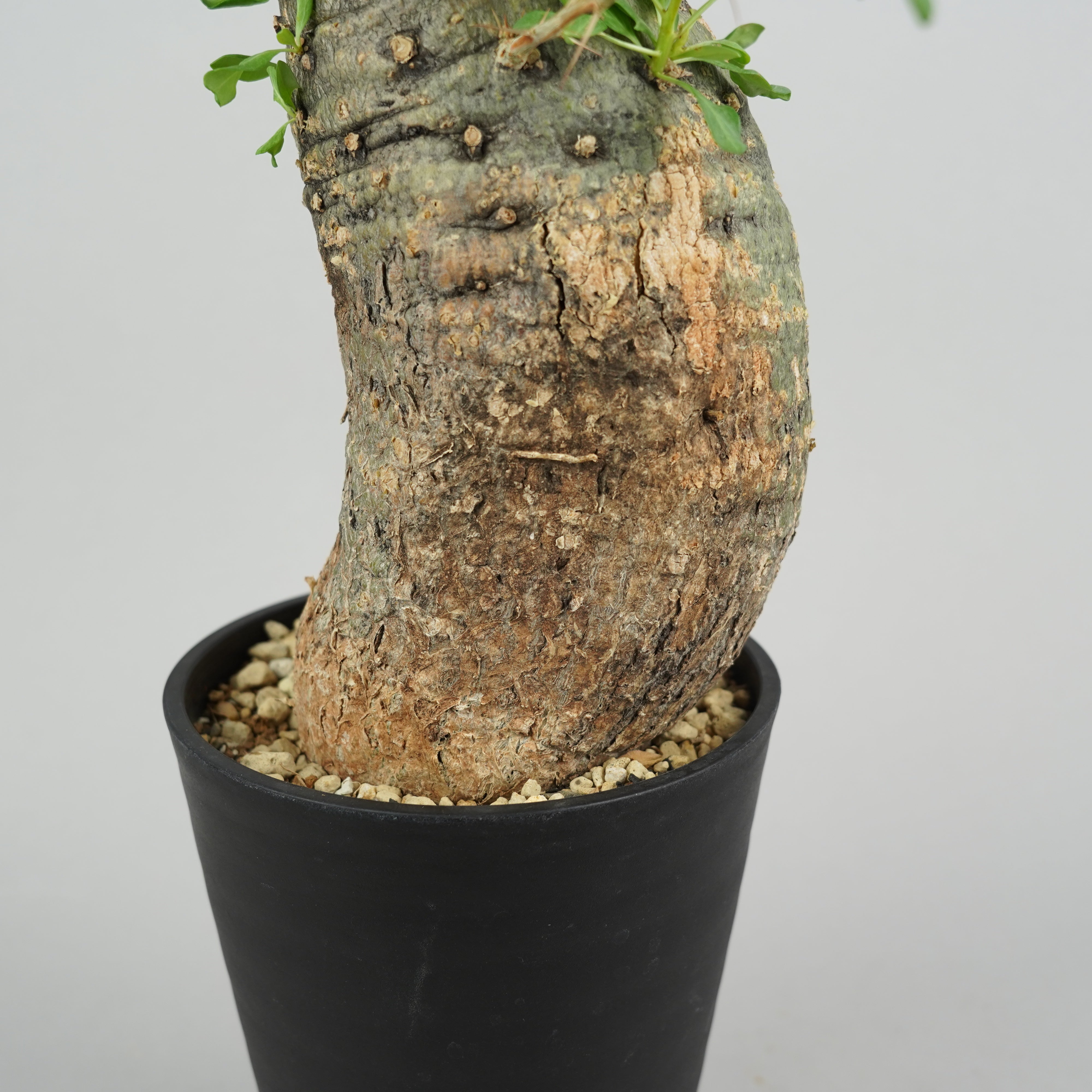 フォークイエリア　コルムナリス　観峰玉 RAFLUMコレクション】フォークイエリア コルムナリス 観峰玉