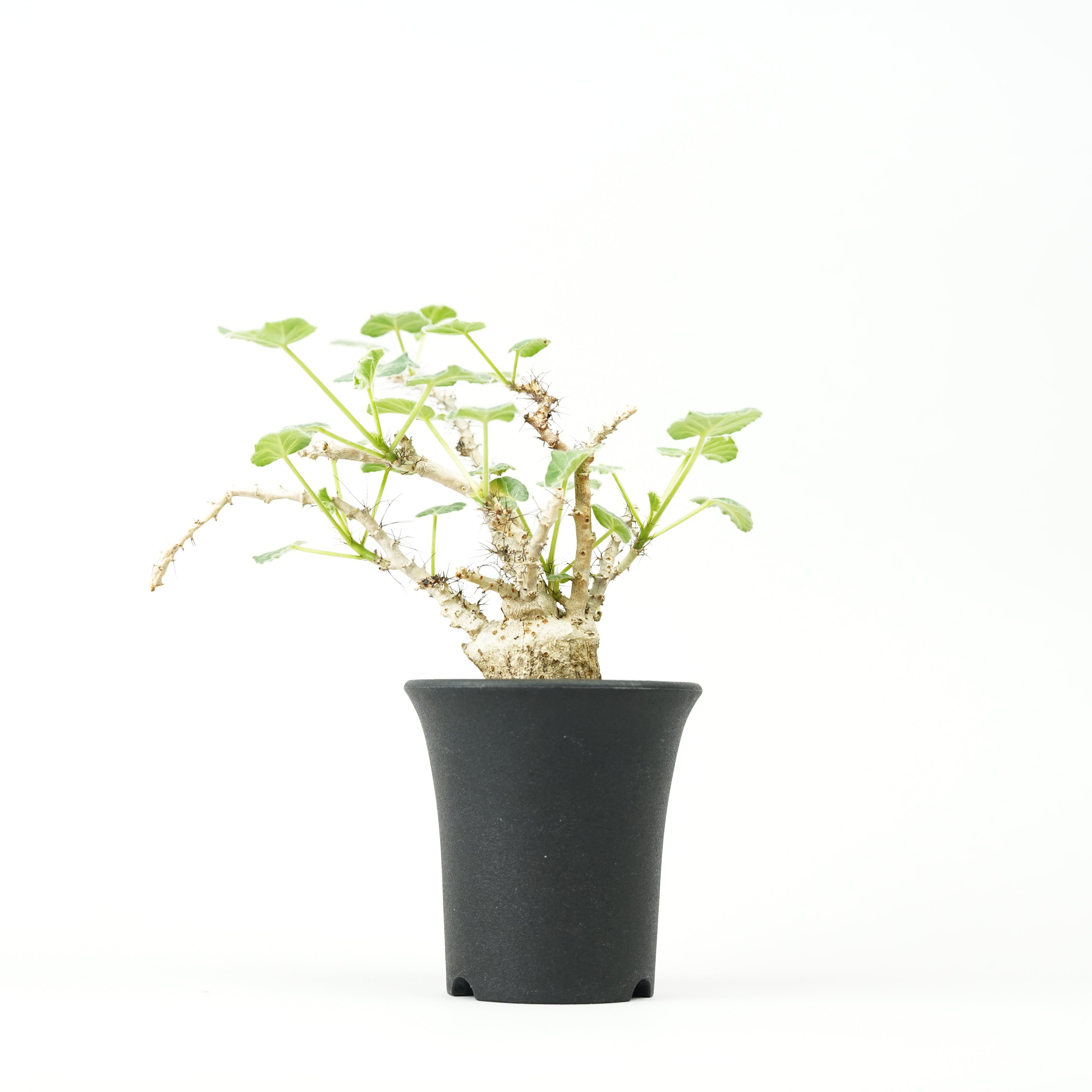 1752 Jatropha marginata / ヤトロファ マルギナータ ヤトロファ マルギナータ 「 jatropha marginata」6/14-782-1 |