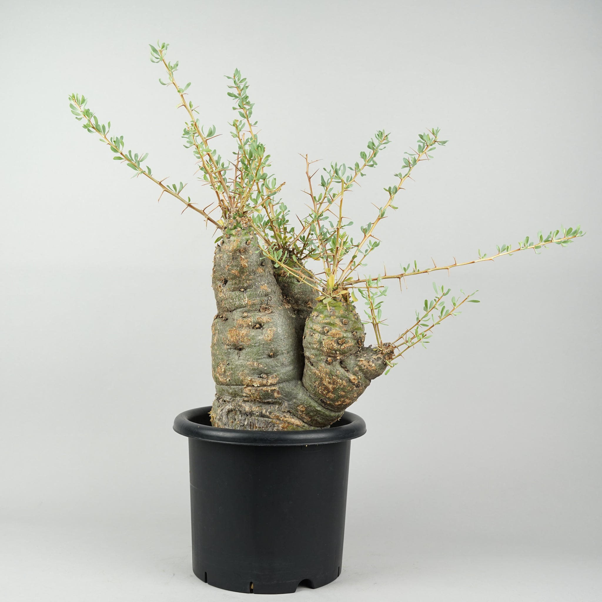 フォークイエリア コルムナリス 観峰玉 「Fouquieria columnaris」 /ET347