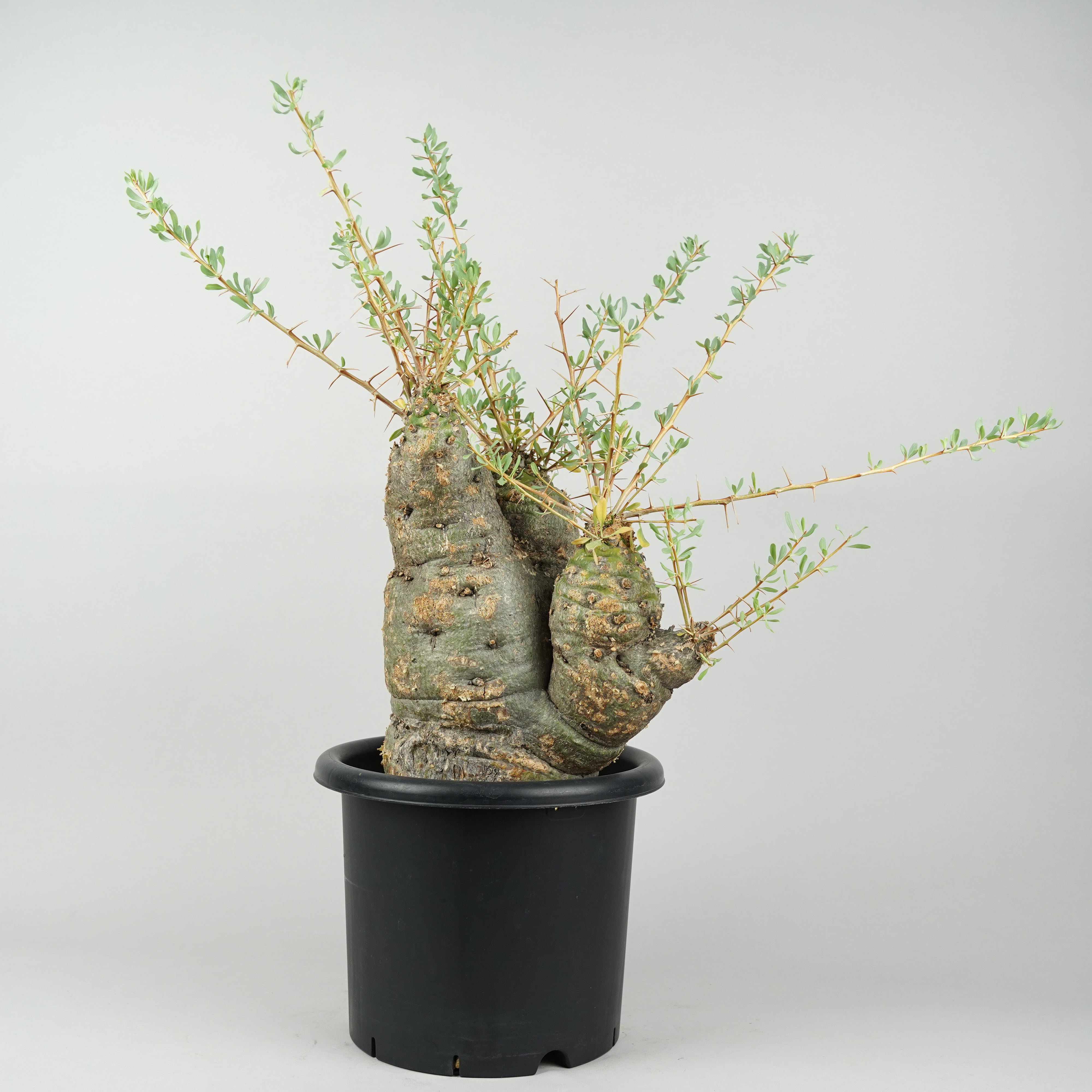 チャッピー　観峰玉 植物/その他植物 – Hachi-8