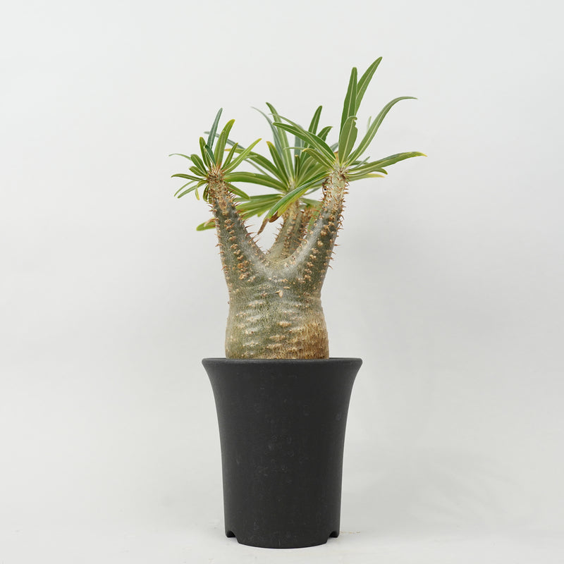 パキポディウム グラキリス「Pachypodium rosulatum var. gracilius 」/GR0013