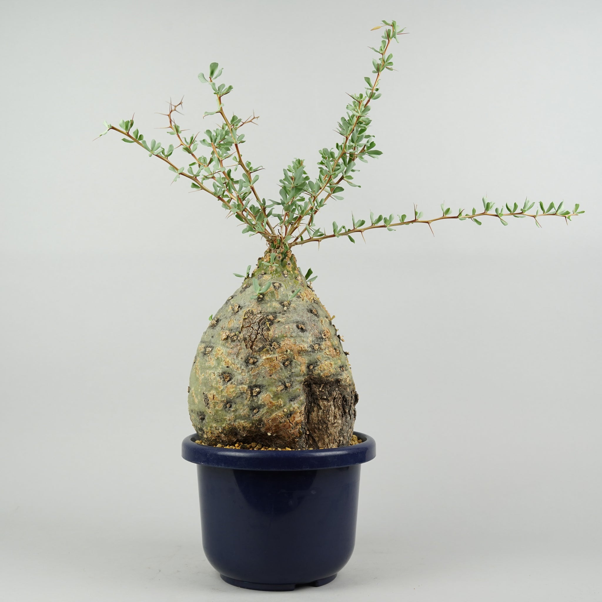 フォークイエリア コルムナリス 観峰玉 「Fouquieria columnaris」 /ET335