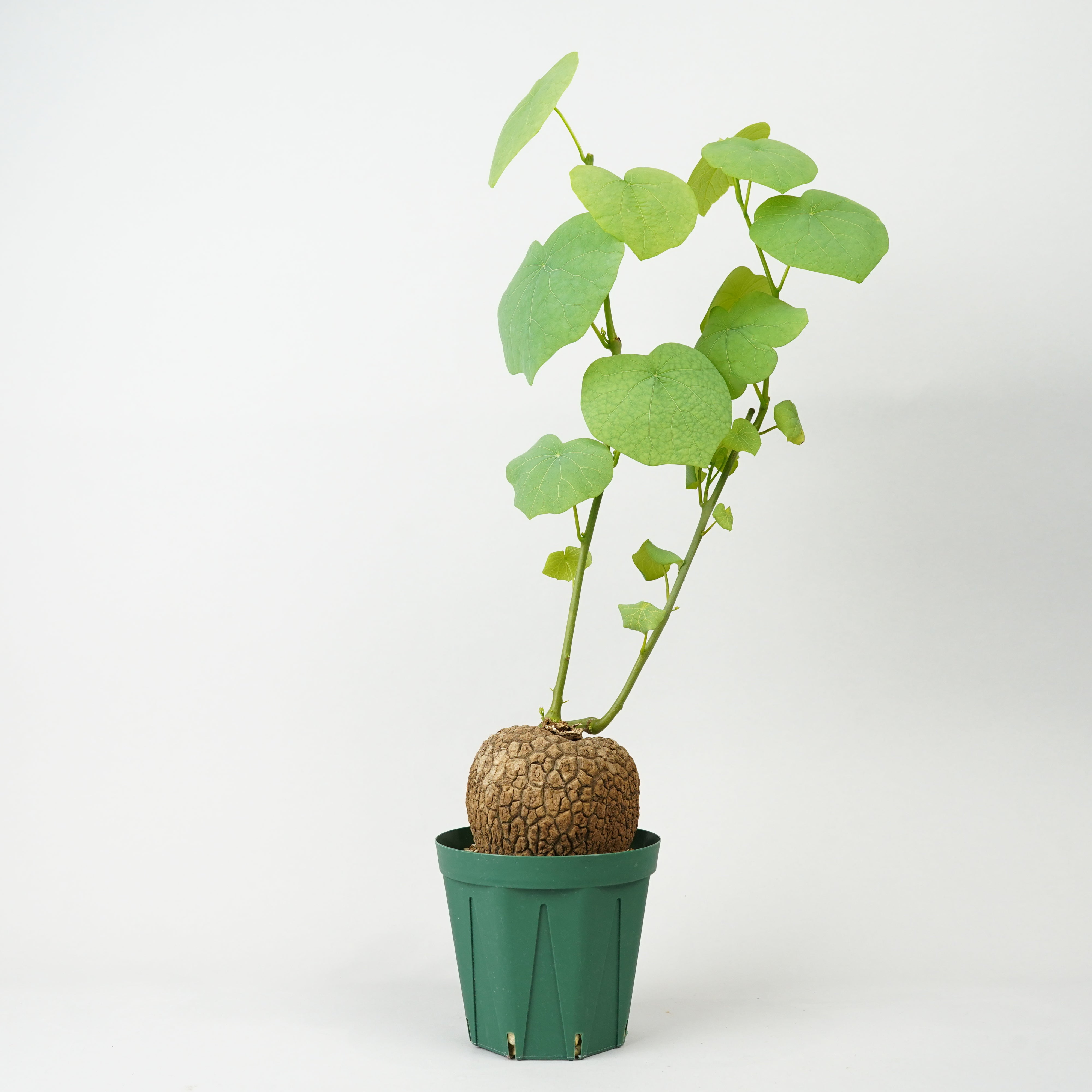 ステファニア/スベローサ – Hachi-8