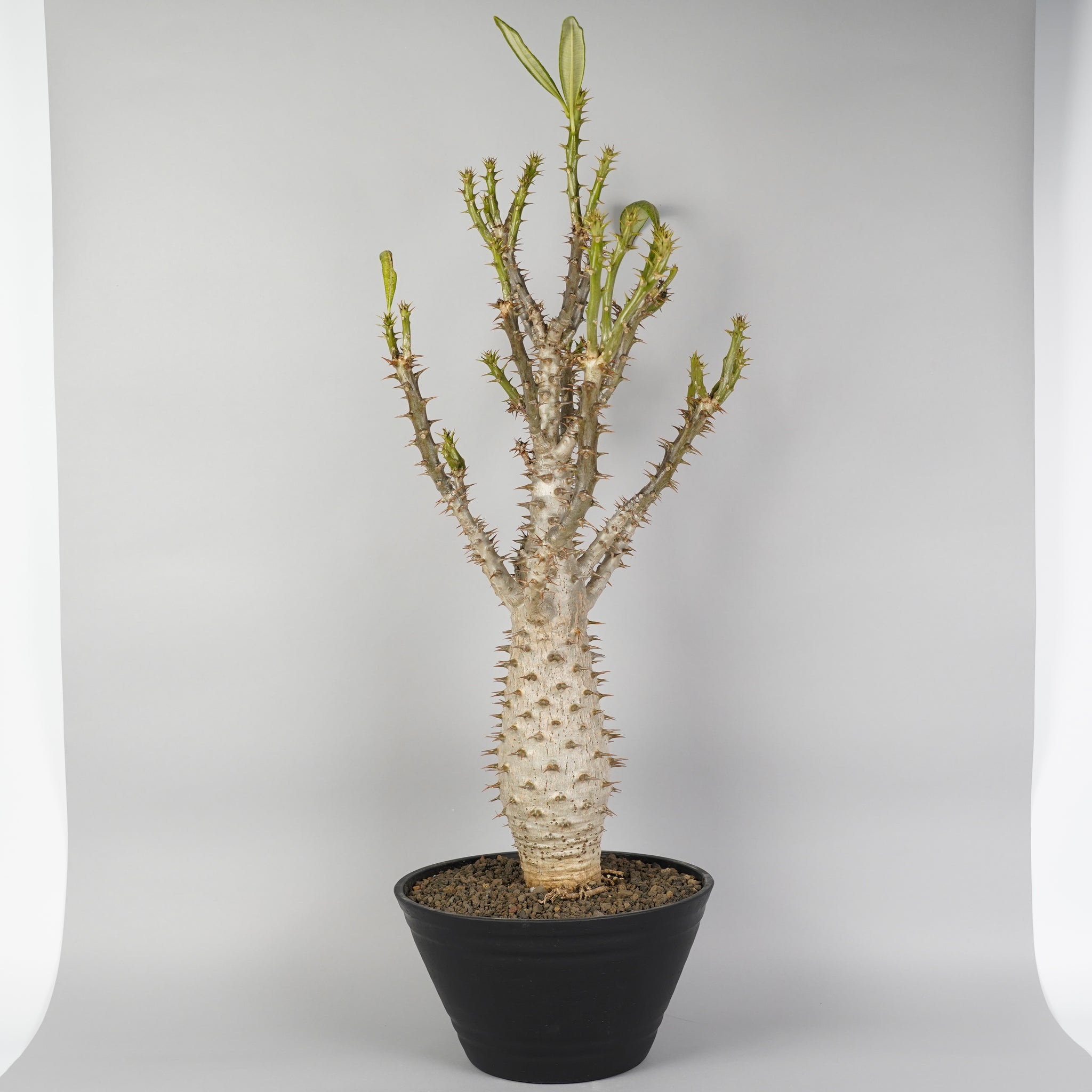 パキポディウム アンボンゲンセ Pachypodium ambongense/PA0038
