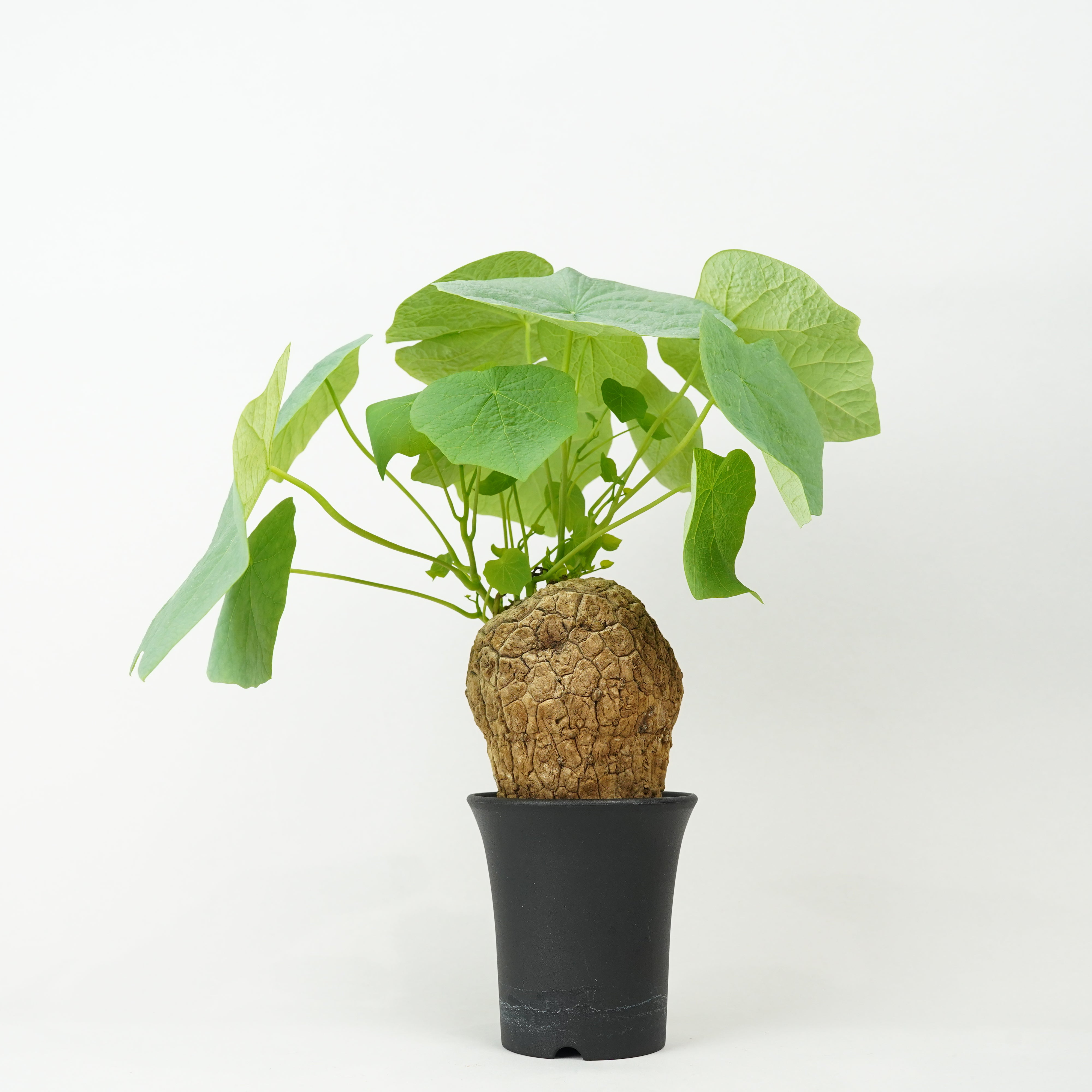 ステファニア ステファニア – Hachi-8