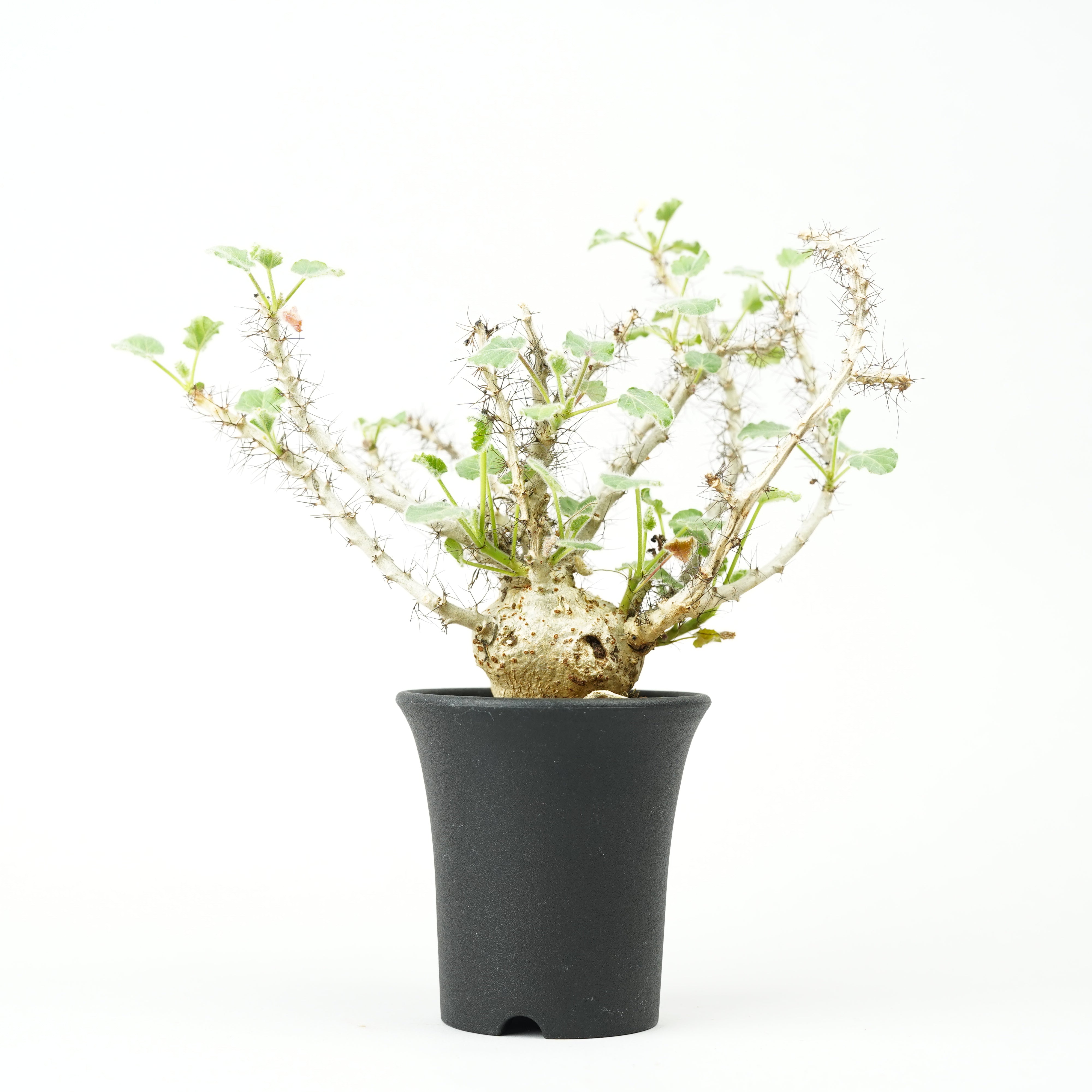 1752 Jatropha marginata / ヤトロファ マルギナータ ヤトロファ マルギナータ 「 jatropha marginata」6/14-782-1 |