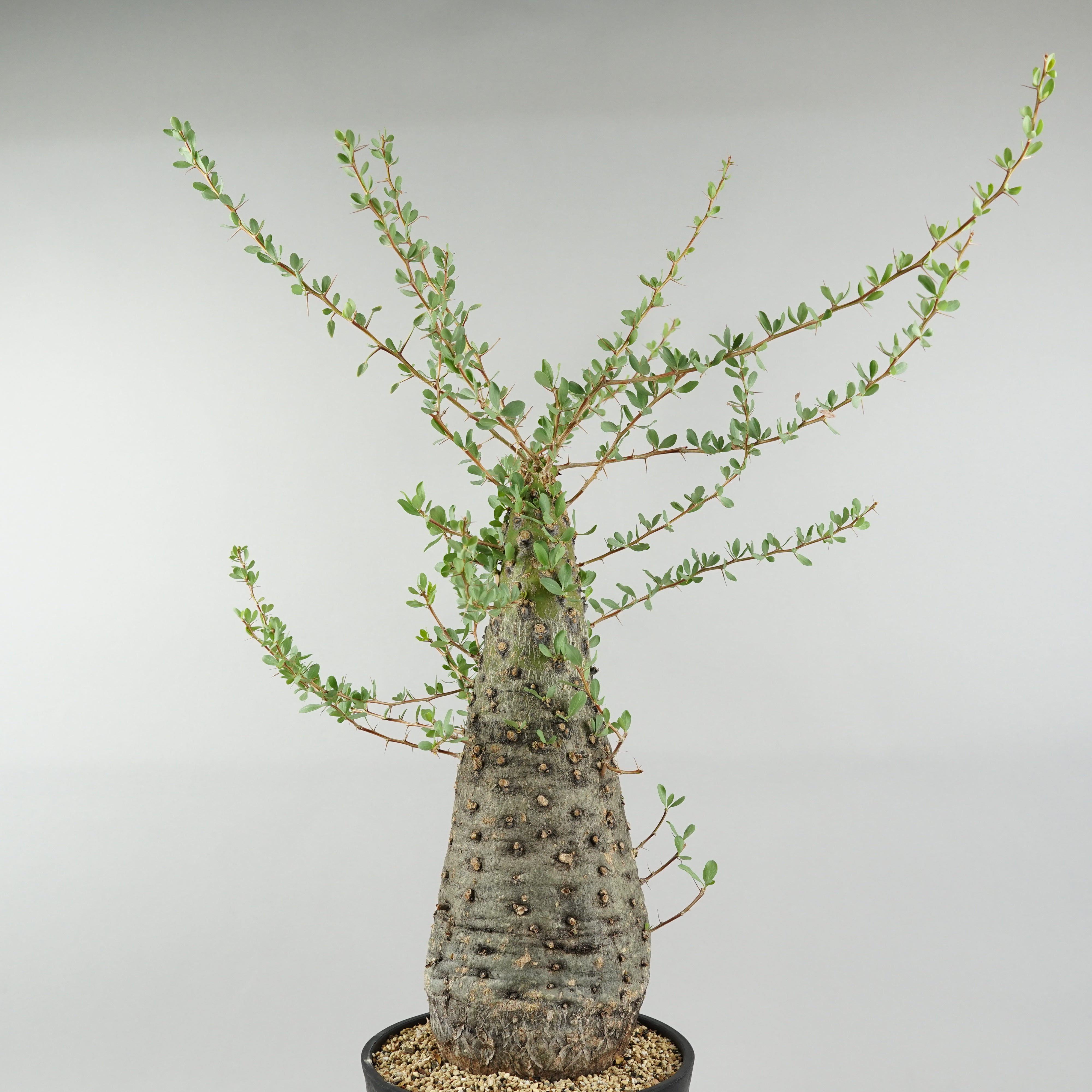 その他観葉植物 Foquieria columnnaris DSC00511_d83e9b93-8e59-4554-