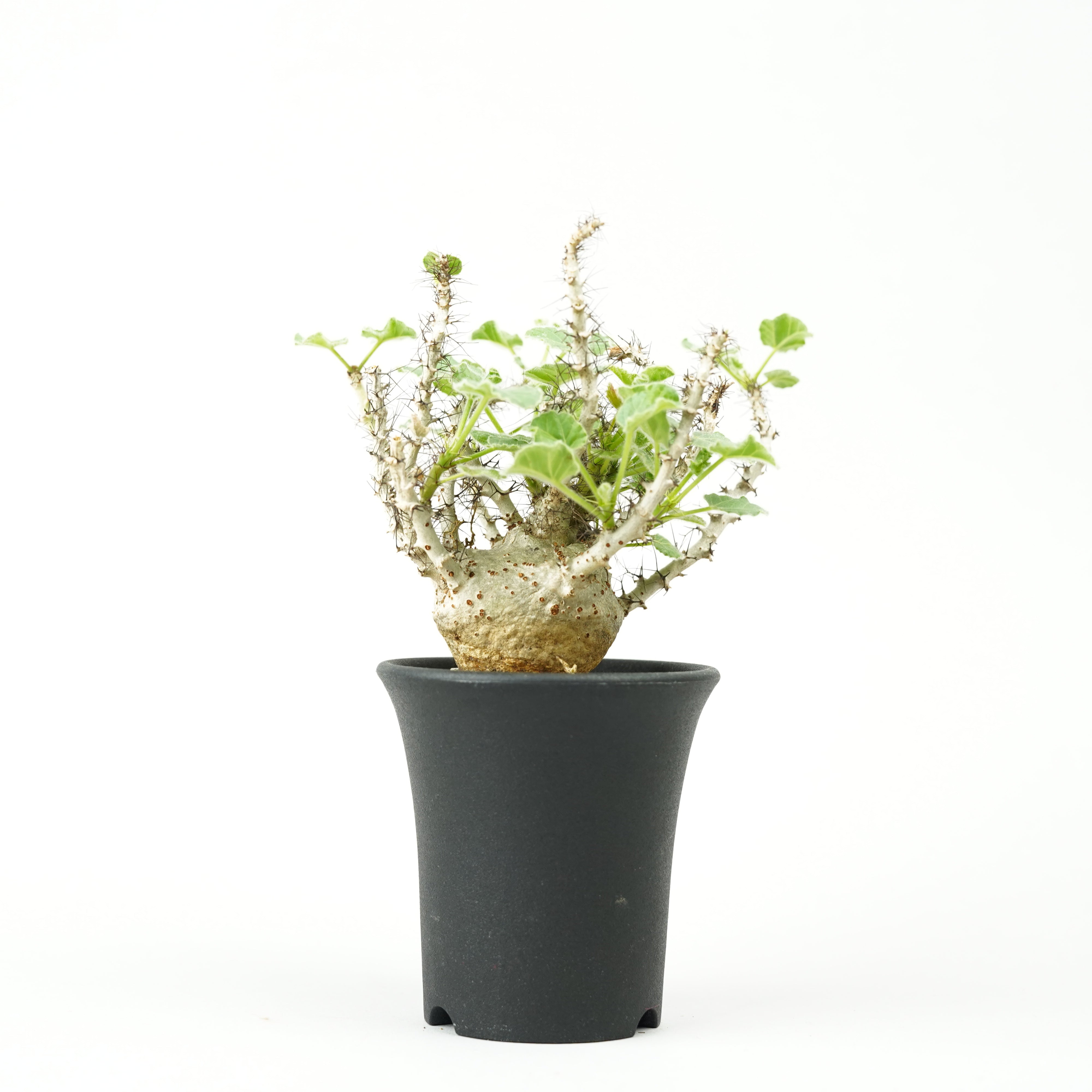 RR_珍種 ヤトロファ オアハカナ メキシコ産希少灌木/Jatropha oaxacana