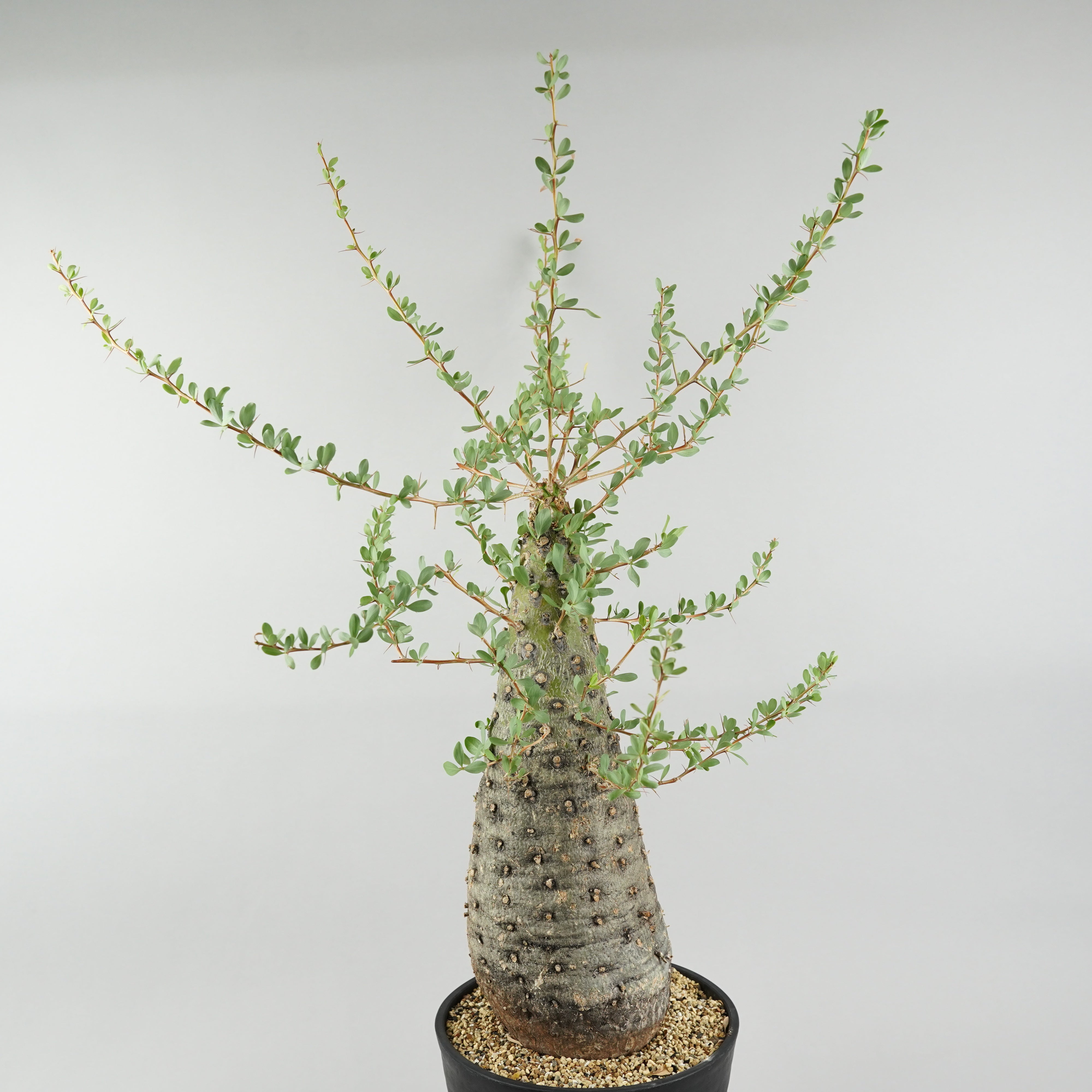 フォークイエリア コルムナリス 観峰玉 「Fouquieria columnaris