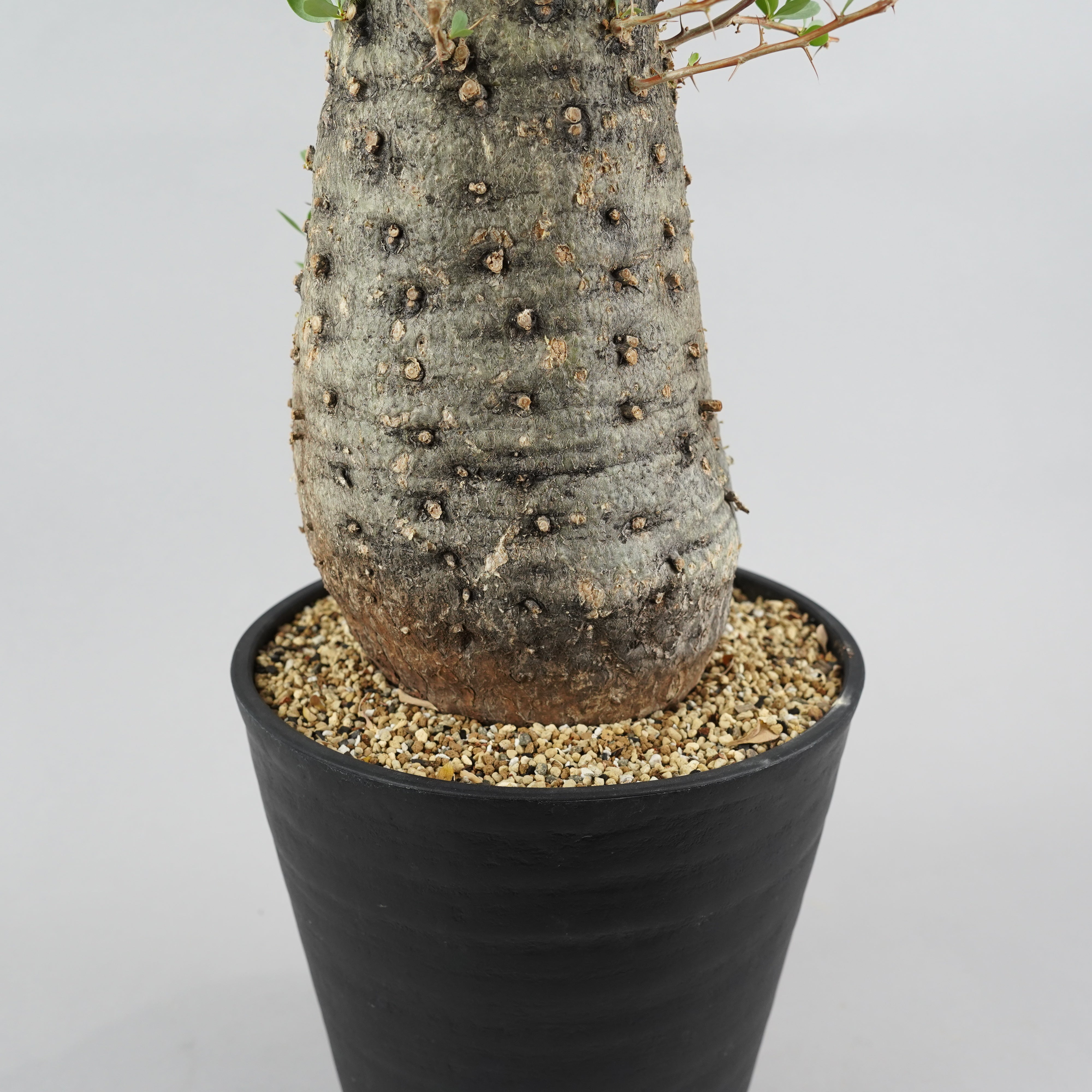 フォークイエリア コルムナリス 観峰玉 「Fouquieria columnaris
