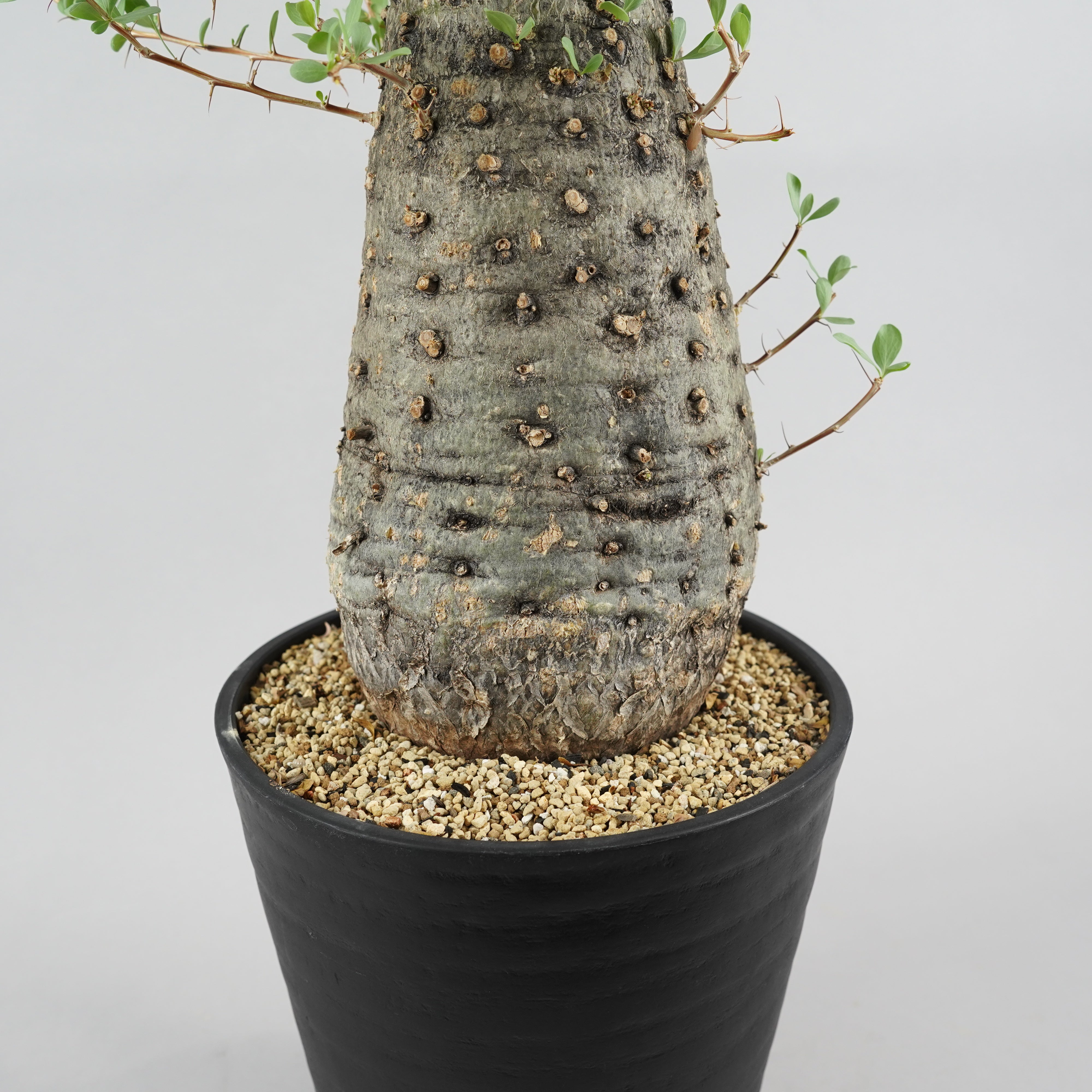 フォークイエリア コルムナリス 観峰玉 「Fouquieria columnaris