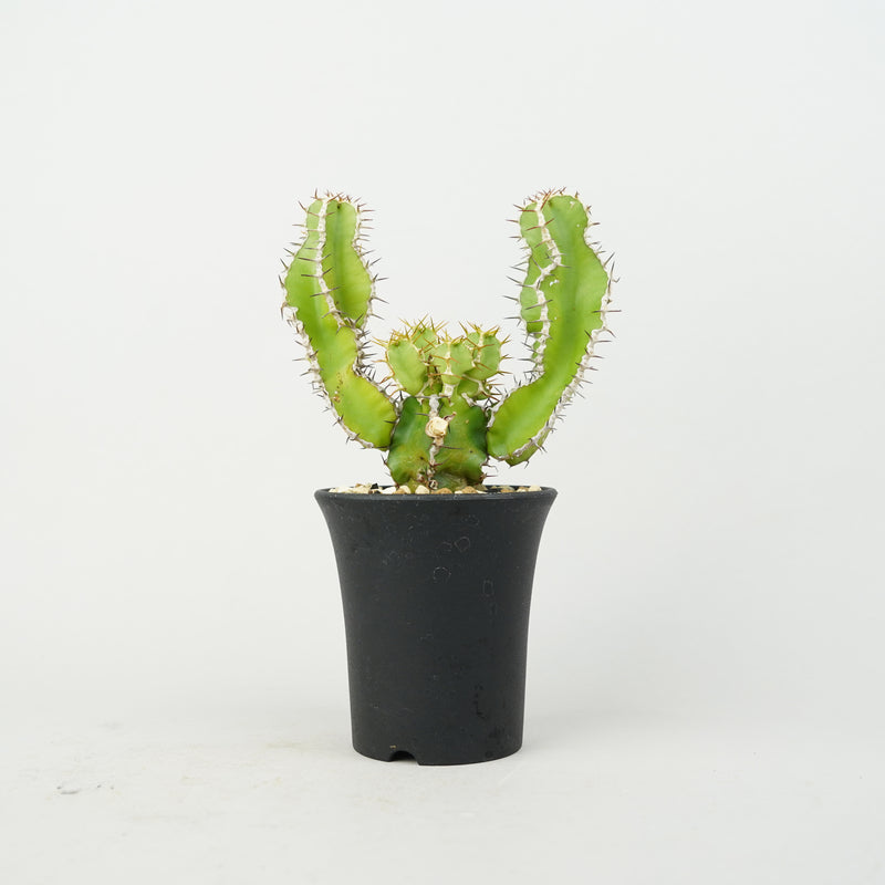 ユーフォルビア・ムランジーナ「Euphorbia Mlanjeana」/EU0164