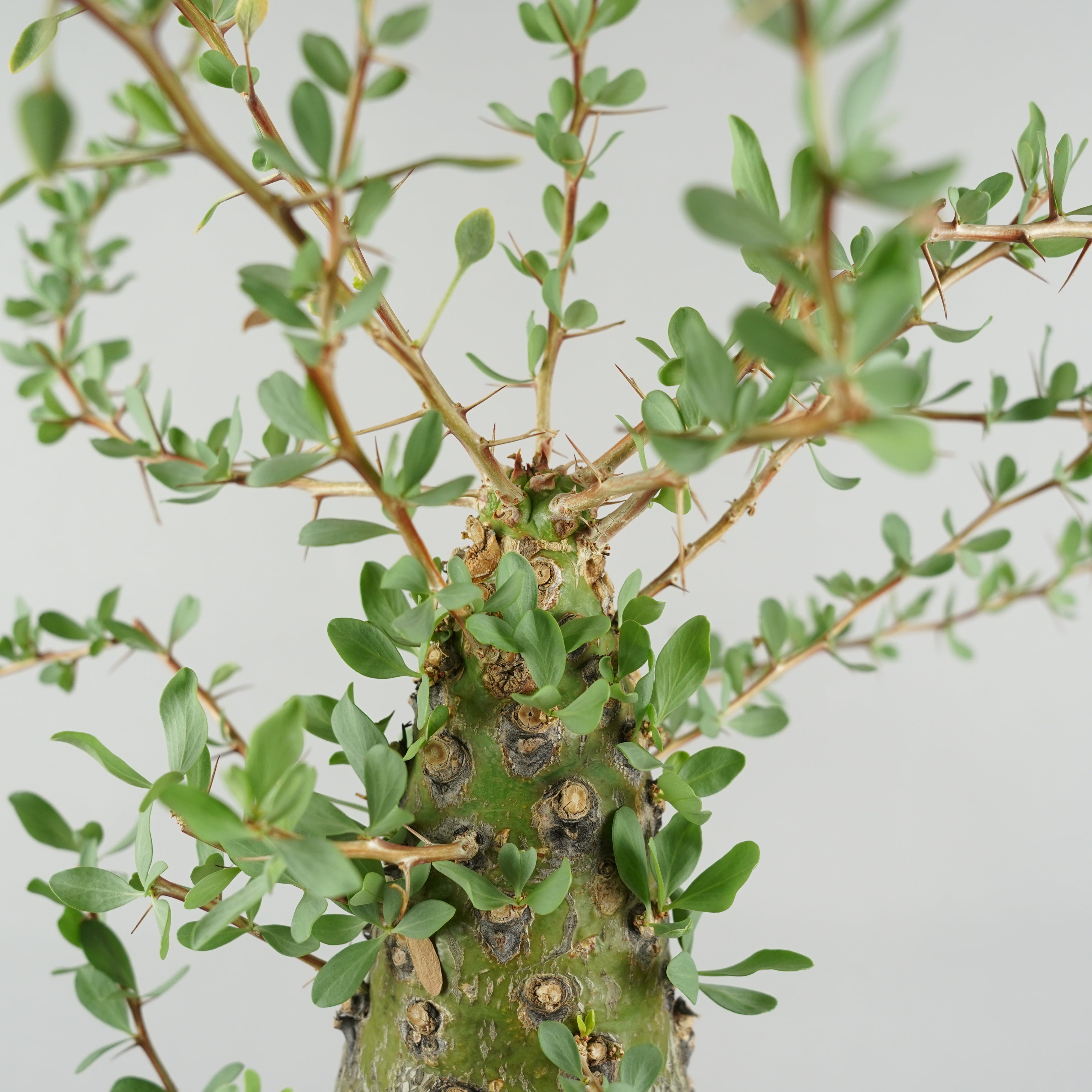 フォークイエリア コルムナリス 観峰玉 「Fouquieria columnaris