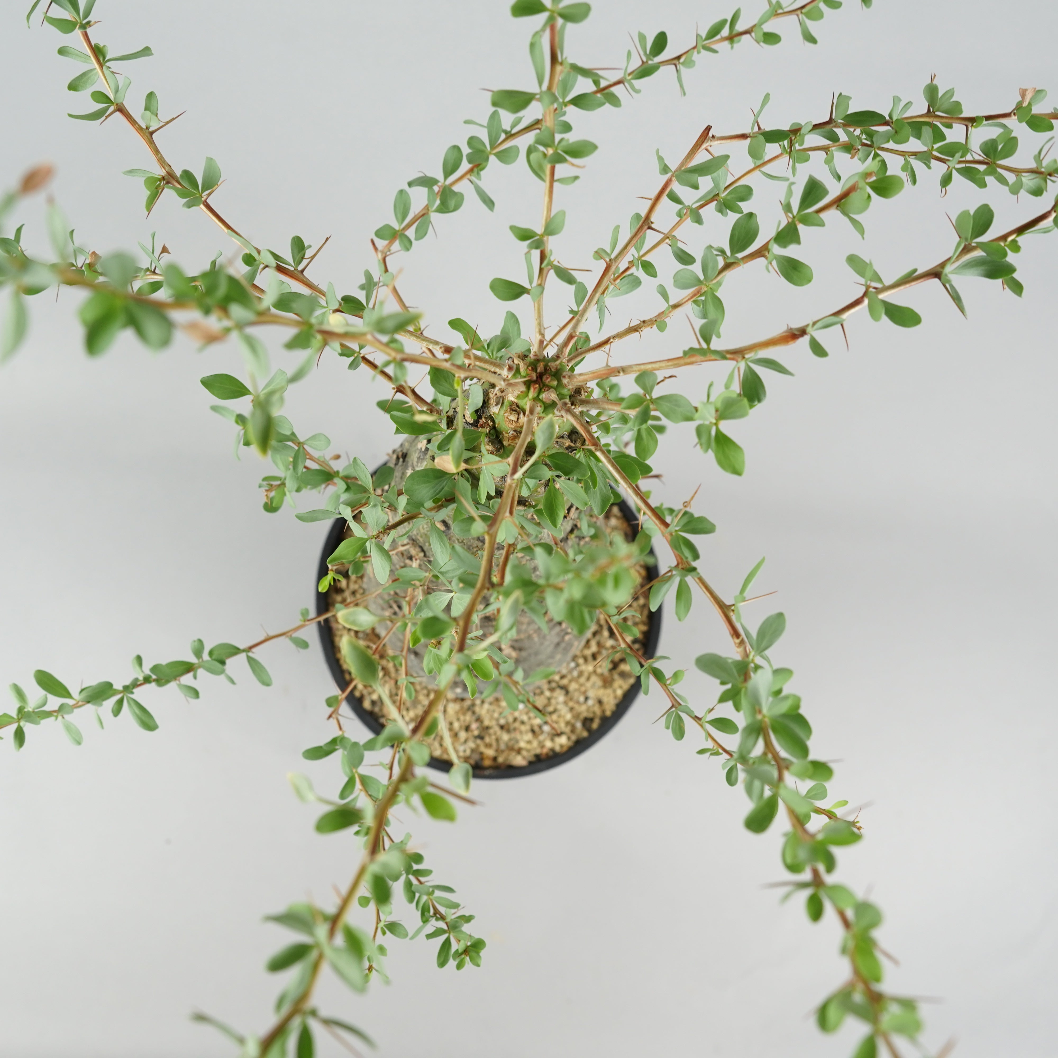 フォークイエリア コルムナリス 観峰玉 「Fouquieria columnaris
