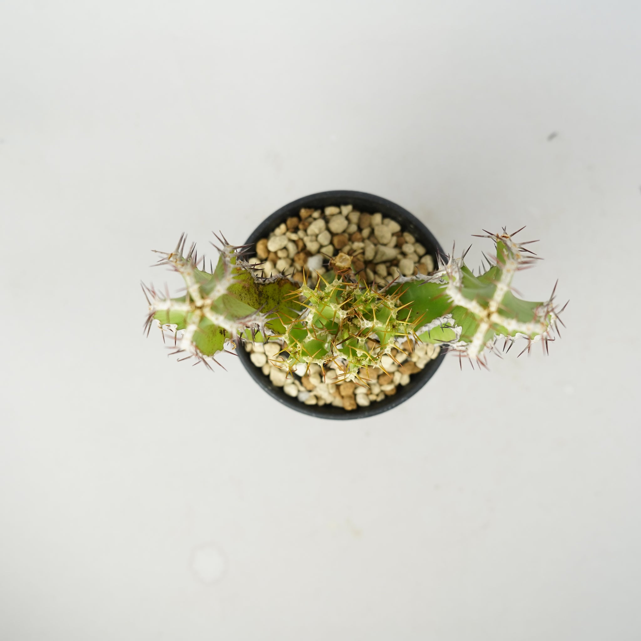 ユーフォルビア・ムランジーナ「Euphorbia Mlanjeana」/EU0164 – Hachi-8