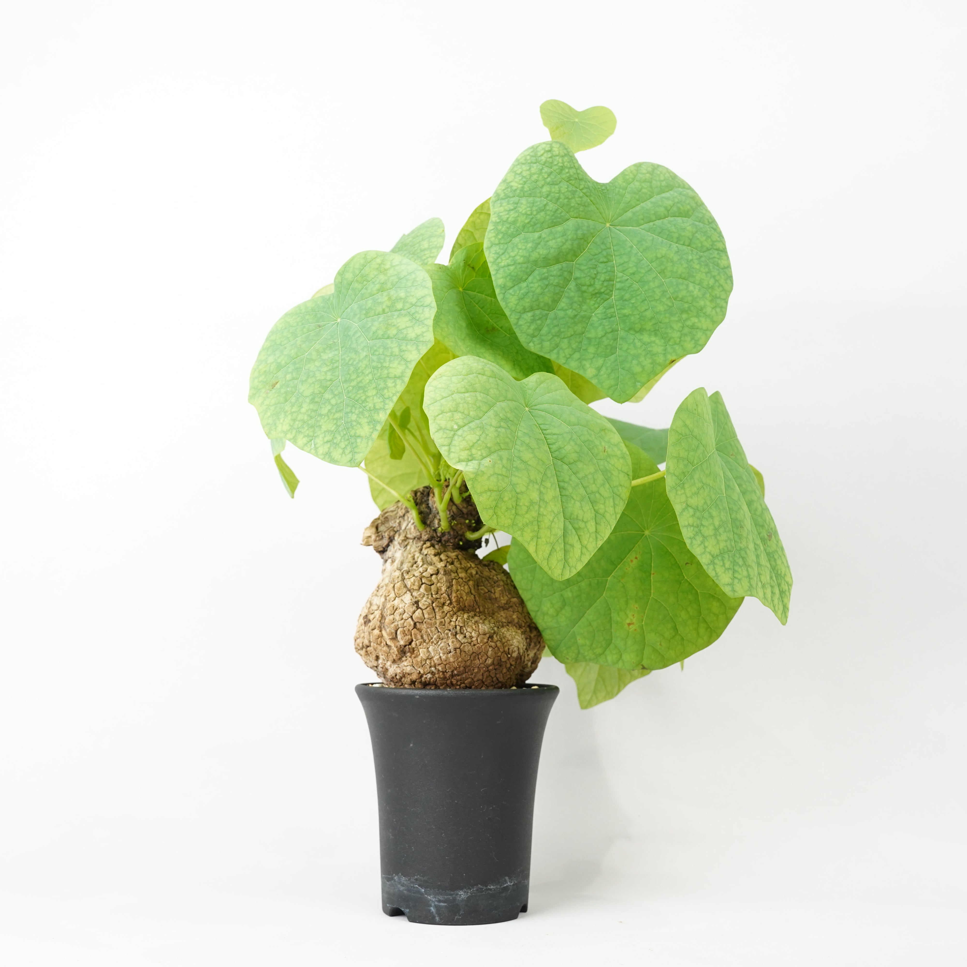 ステファニア ステファニア | 植物の育て方 | 大阪・堺市東区の植物販売「SULK