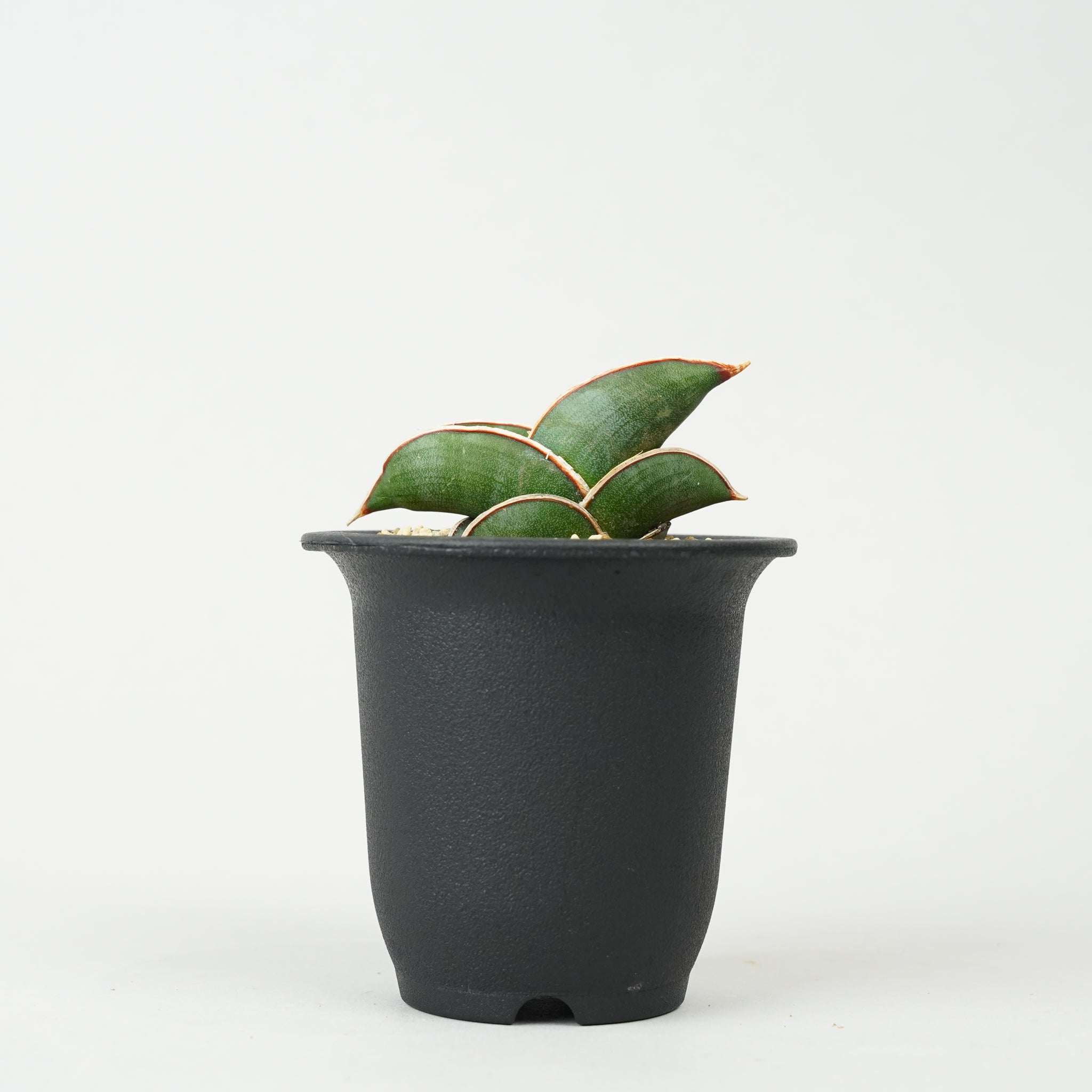 サンセベリア・ロリダ 「Sansevieria rorida」/SA0132