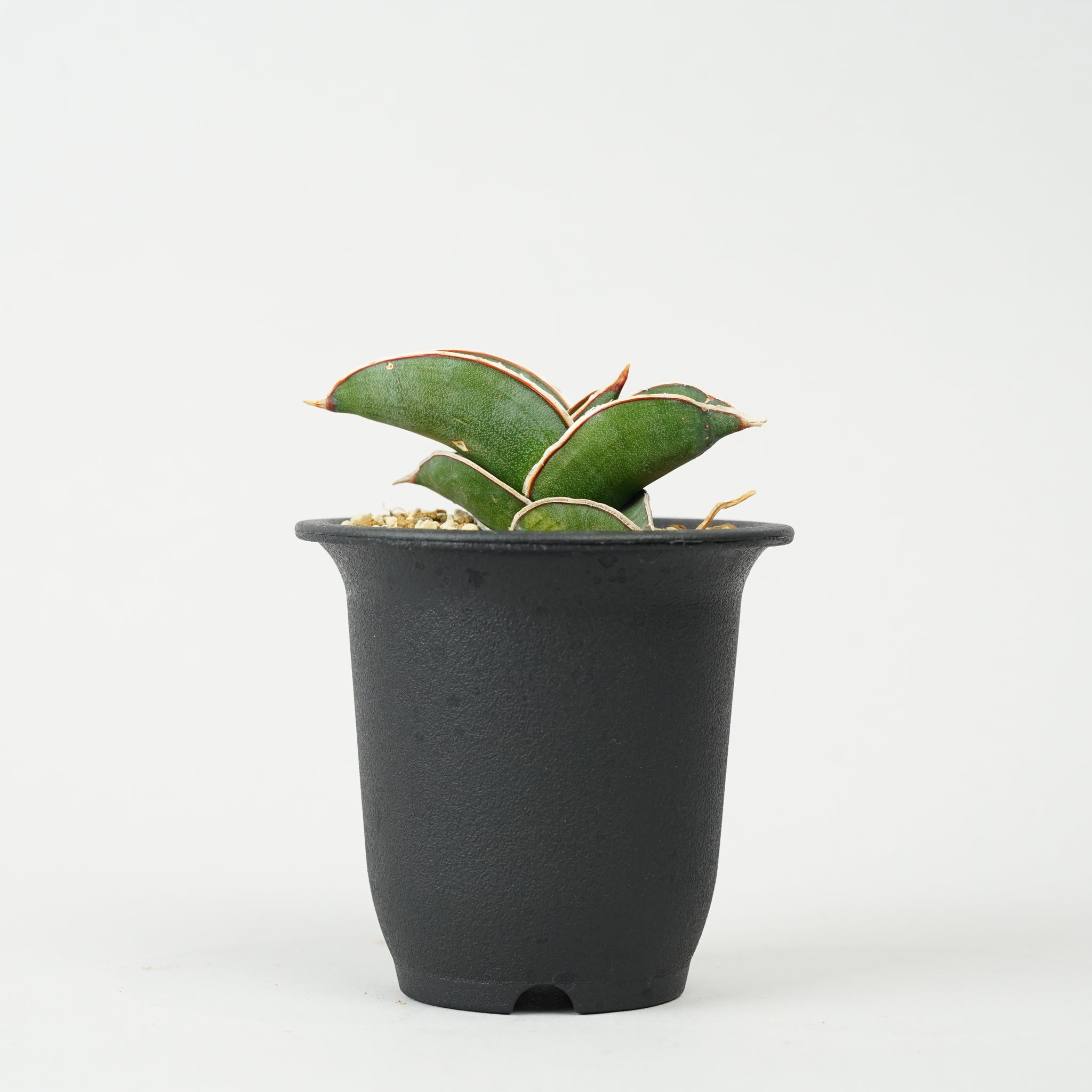 サンセベリア・ロリダ 「Sansevieria rorida」/SA0126