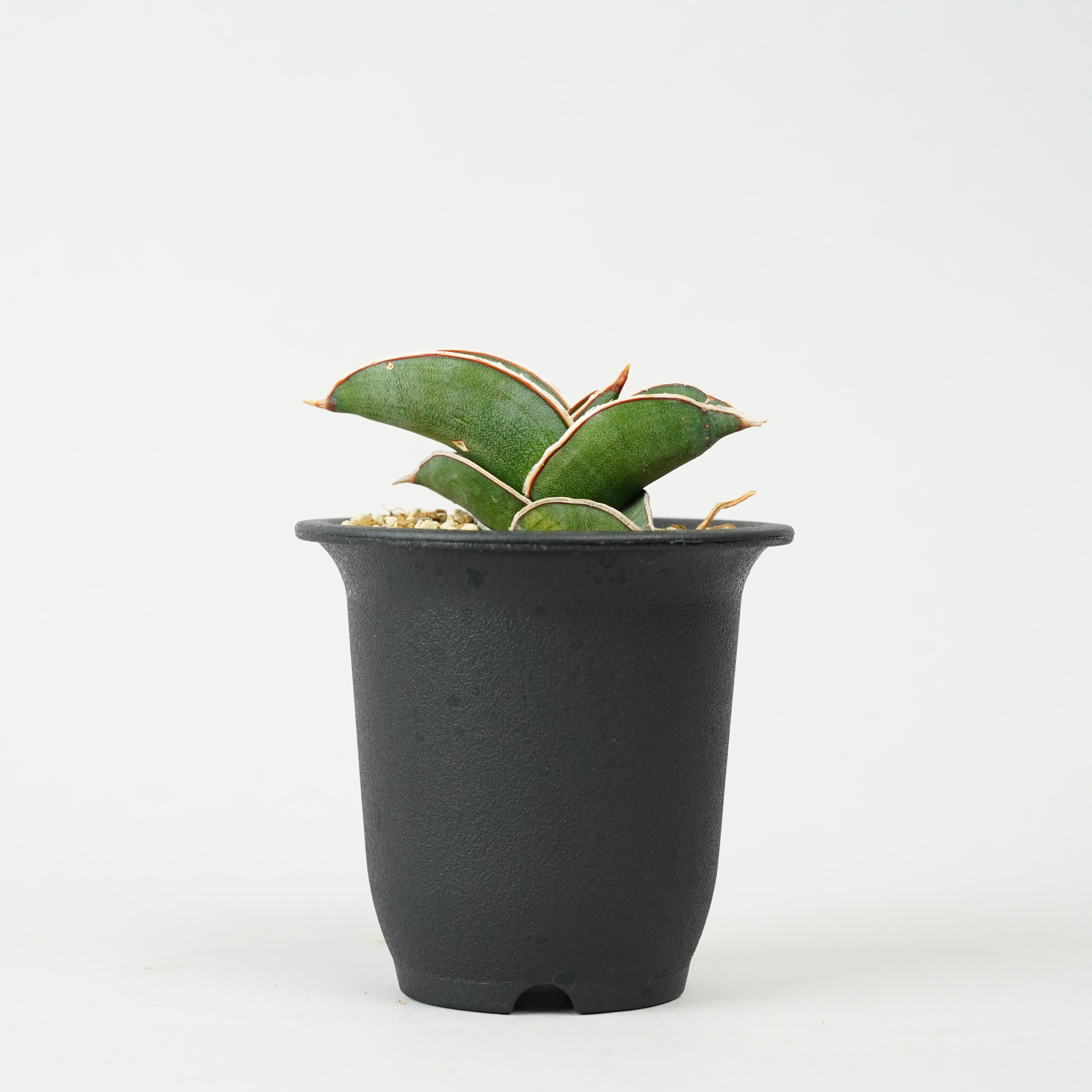 植物/サンセベリア – Hachi-8