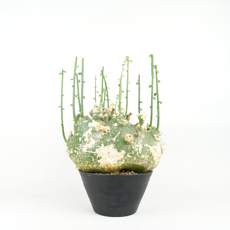 アデニア・プセウド・グロボーサ「Adenia pseudoglobosa」/ET1397