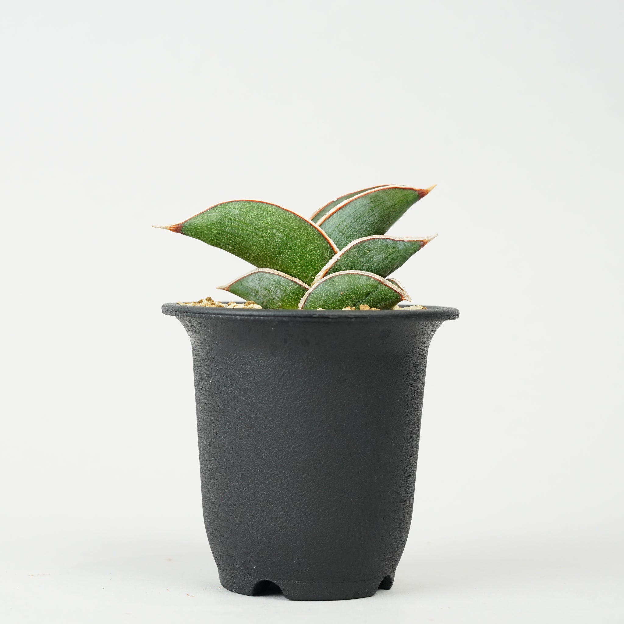 サンセベリア・ロリダ 「Sansevieria rorida」/SA0131