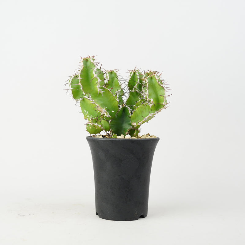 ユーフォルビア・ムランジーナ「Euphorbia Mlanjeana」/EU0168