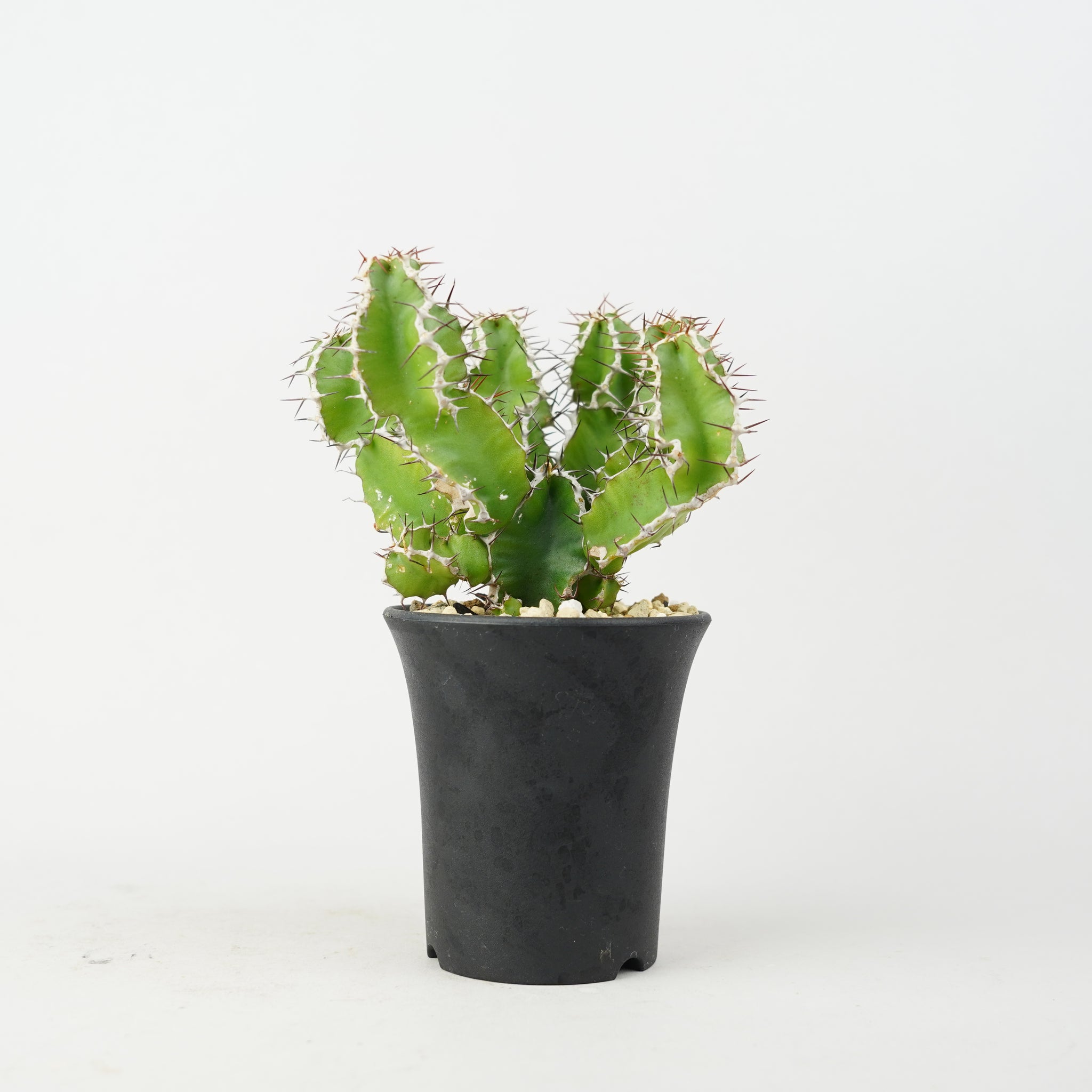 植物/ユーフォルビア/その他のユーフォルビア – – Hachi-8