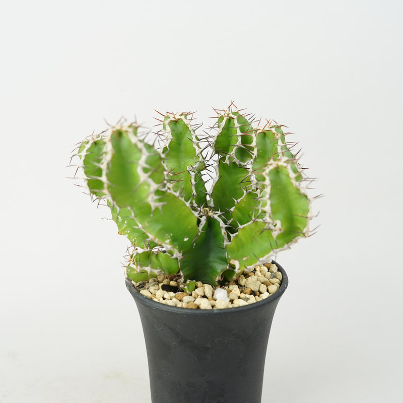 ユーフォルビア・ムランジーナ「Euphorbia Mlanjeana」/EU0168