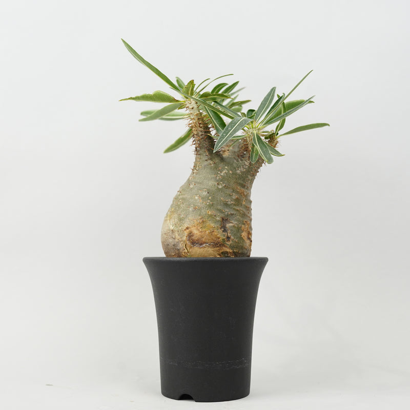 パキポディウム グラキリス「Pachypodium rosulatum var. gracilius 」/GR0048