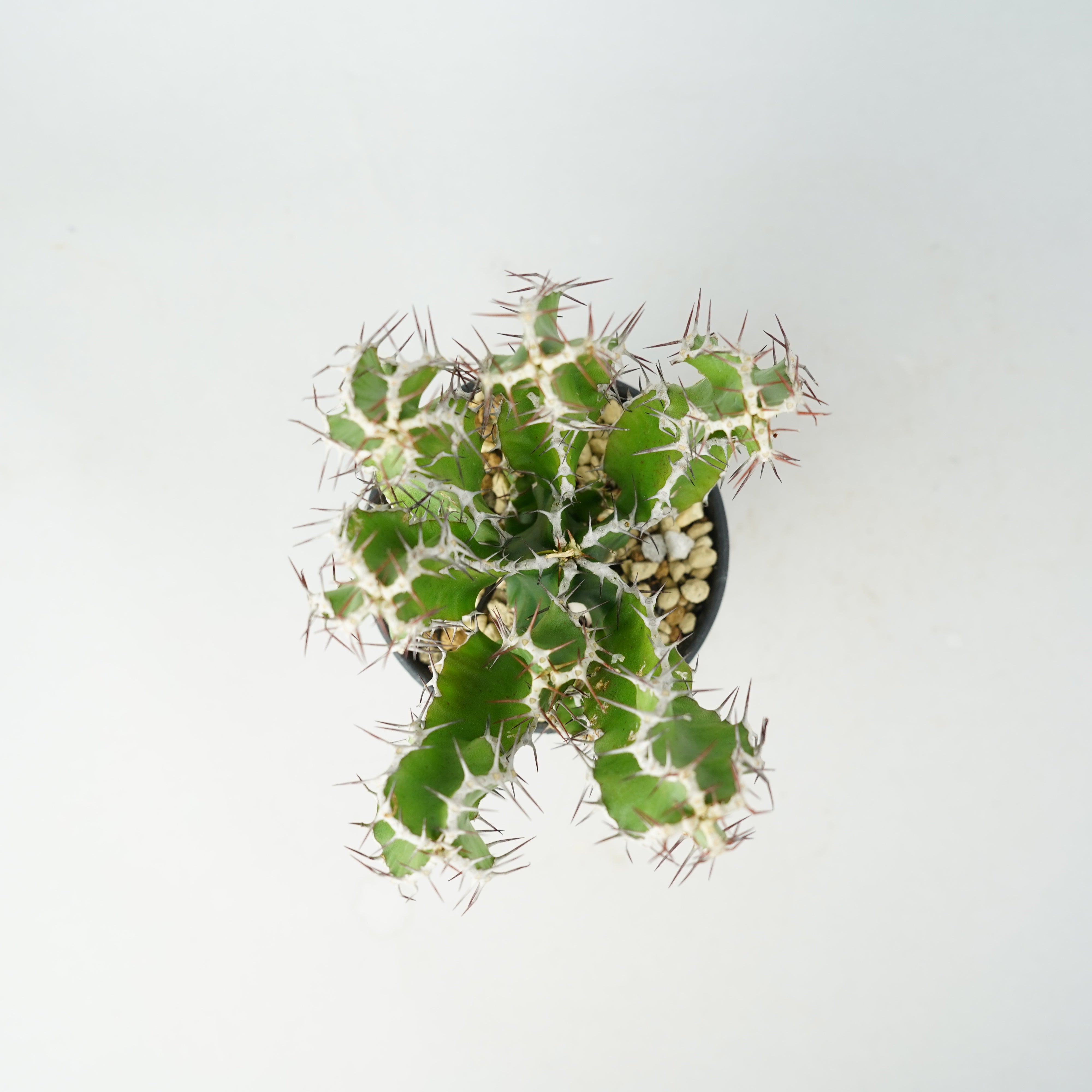 ユーフォルビア・ムランジーナ「Euphorbia Mlanjeana」/EU0168 – Hachi-8