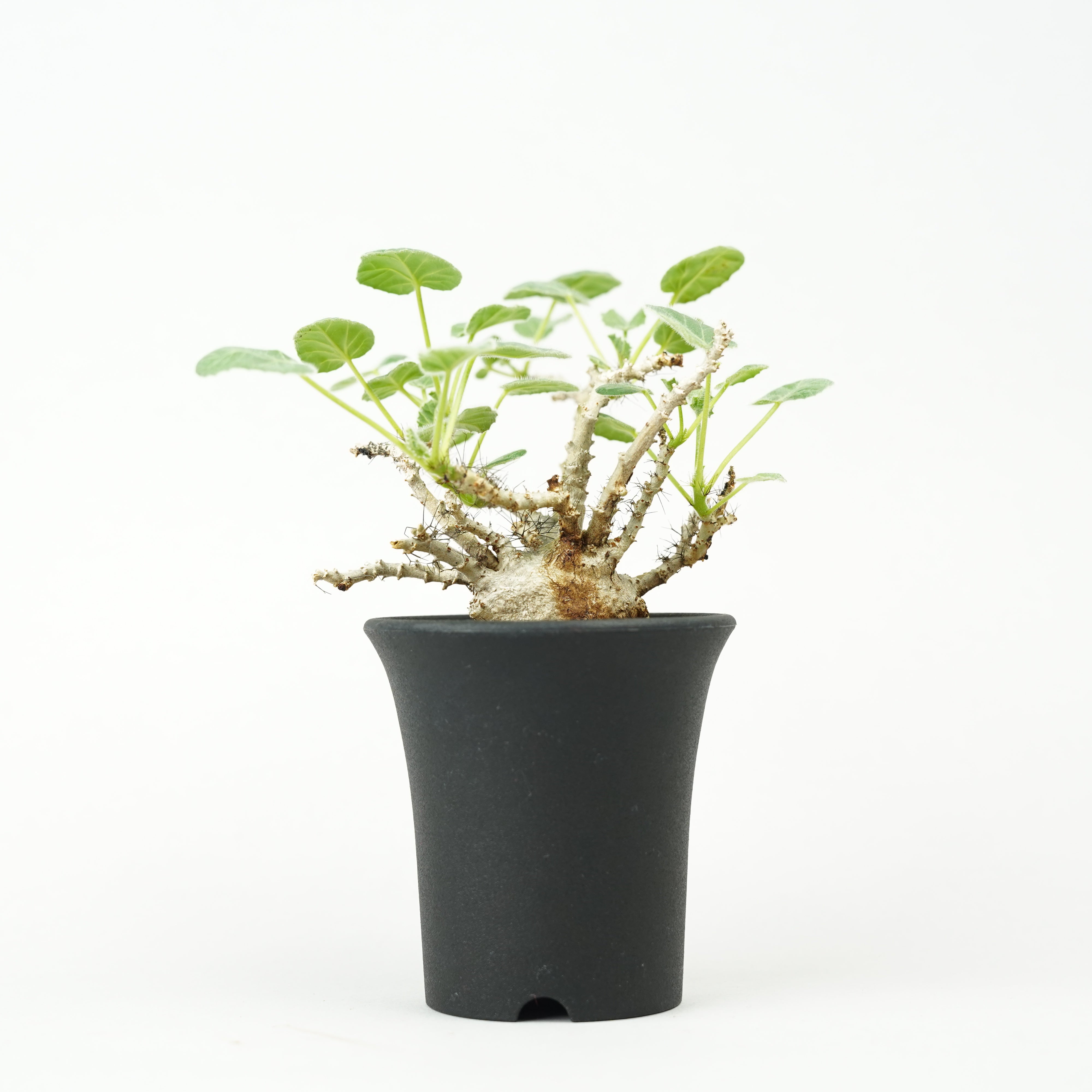 HACHI-8公式】ヤトロファ・マルギナータ -jatropha marginata