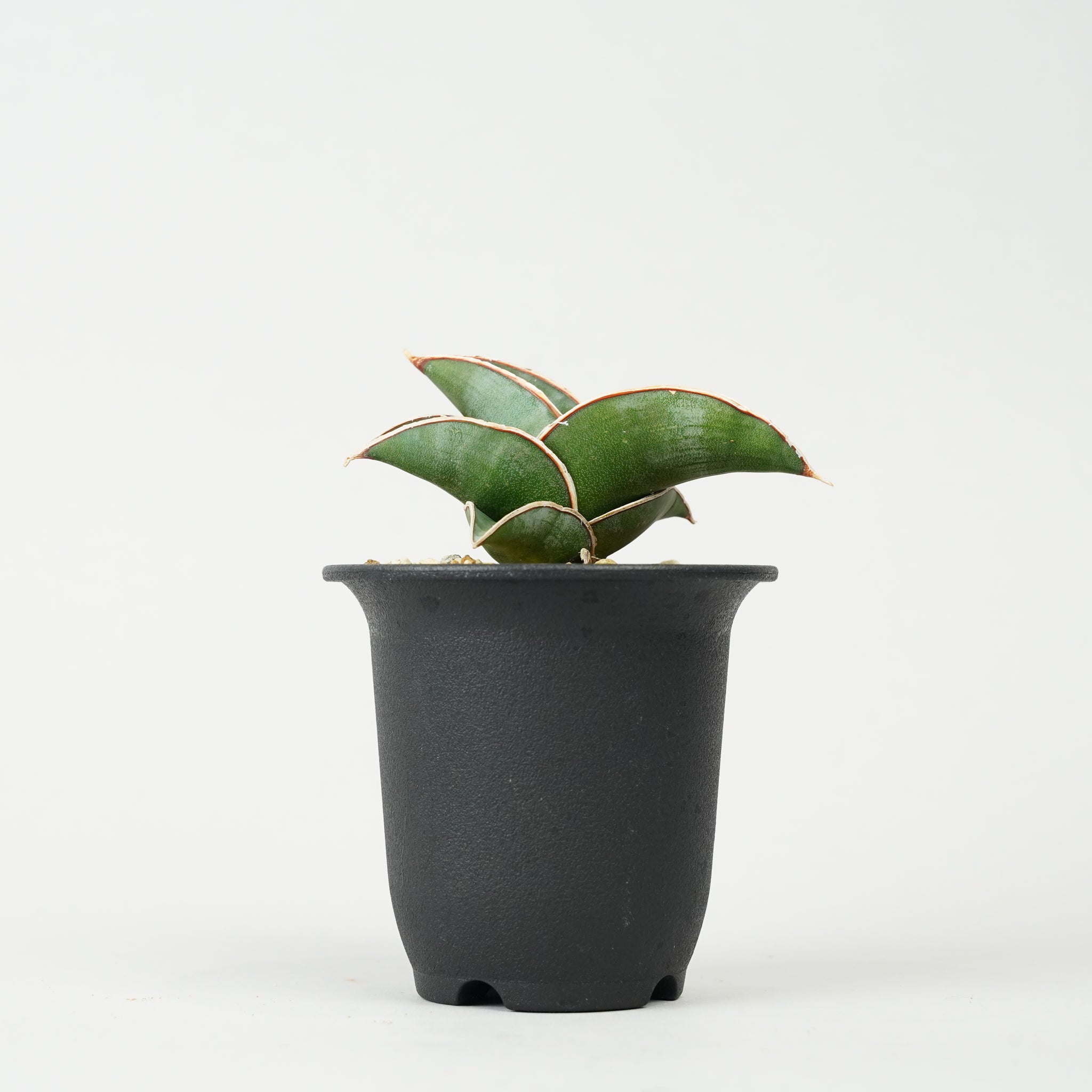 サンセベリア・ロリダ 「Sansevieria rorida」/SA0129