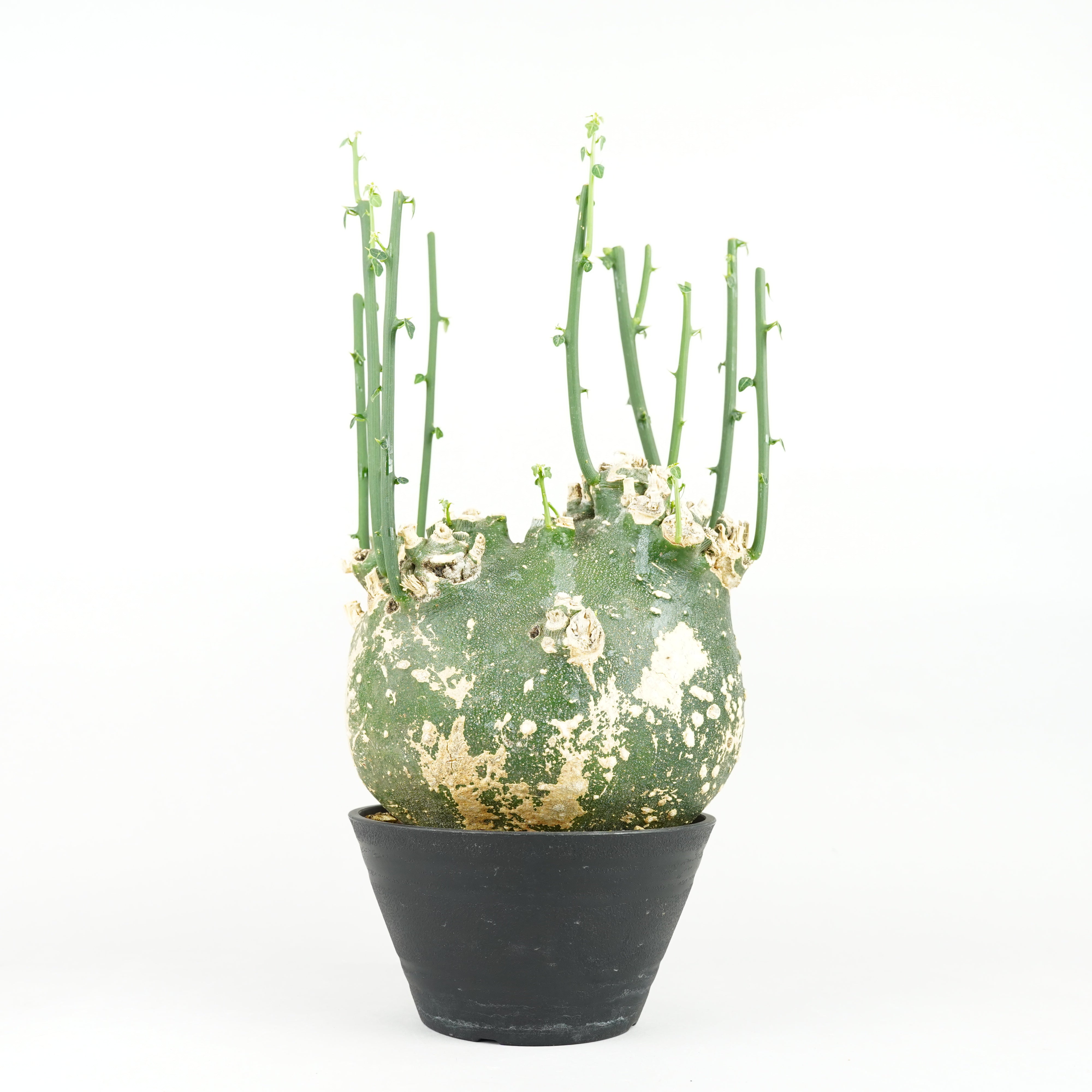 アデニア プセウドグロボーサ　現地球　Adenia pseudoglobosa fit=scale-down,w=1200