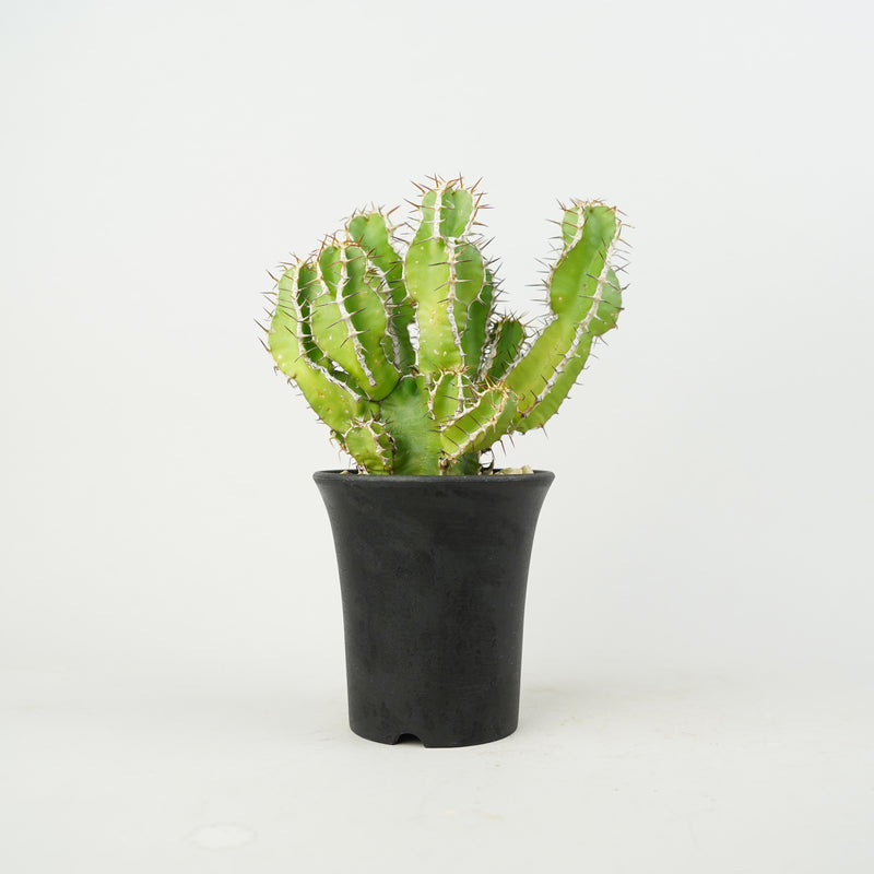 ユーフォルビア・ムランジーナ「Euphorbia Mlanjeana」/EU0171