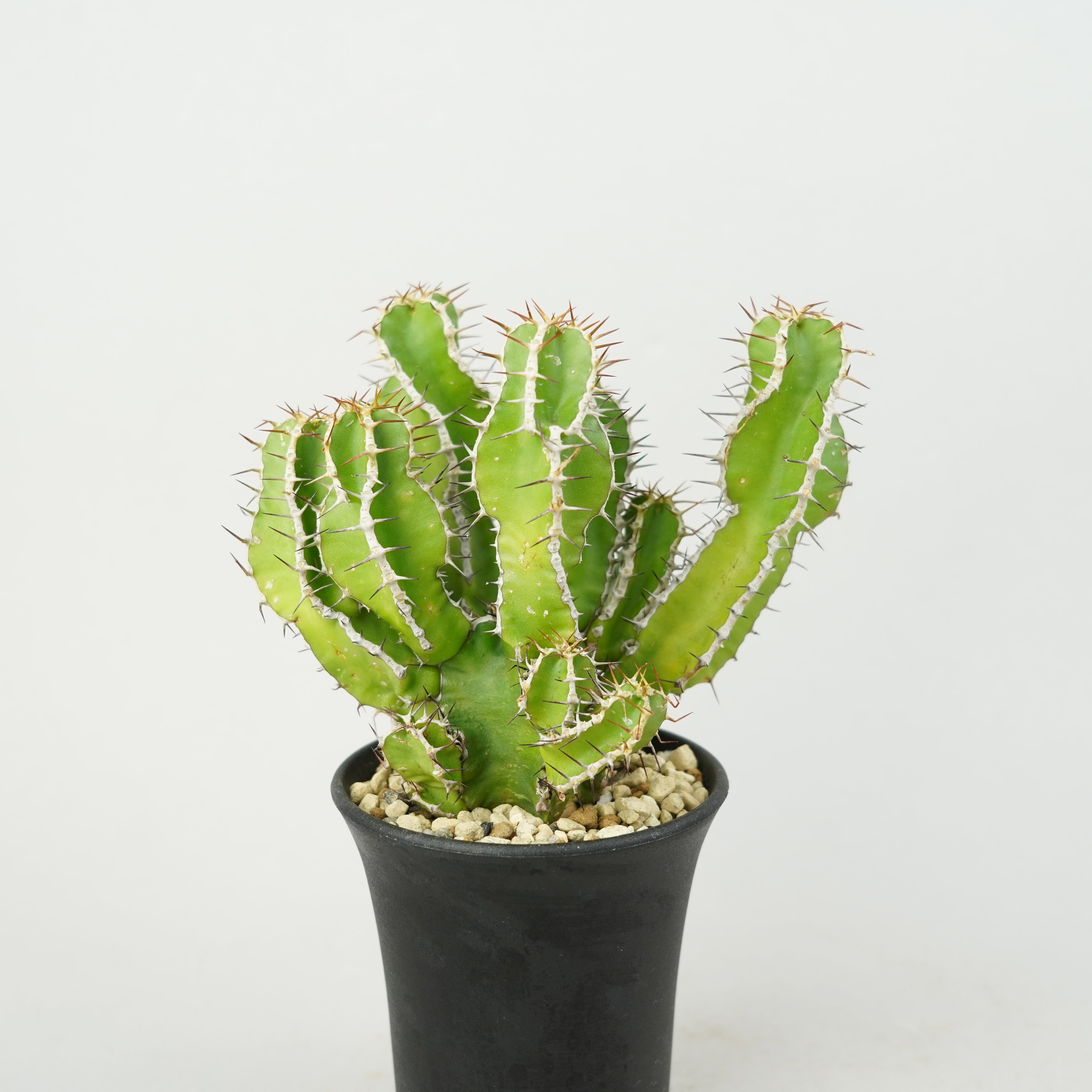 ユーフォルビア・ムランジーナ「Euphorbia Mlanjeana」/EU0171 – Hachi-8