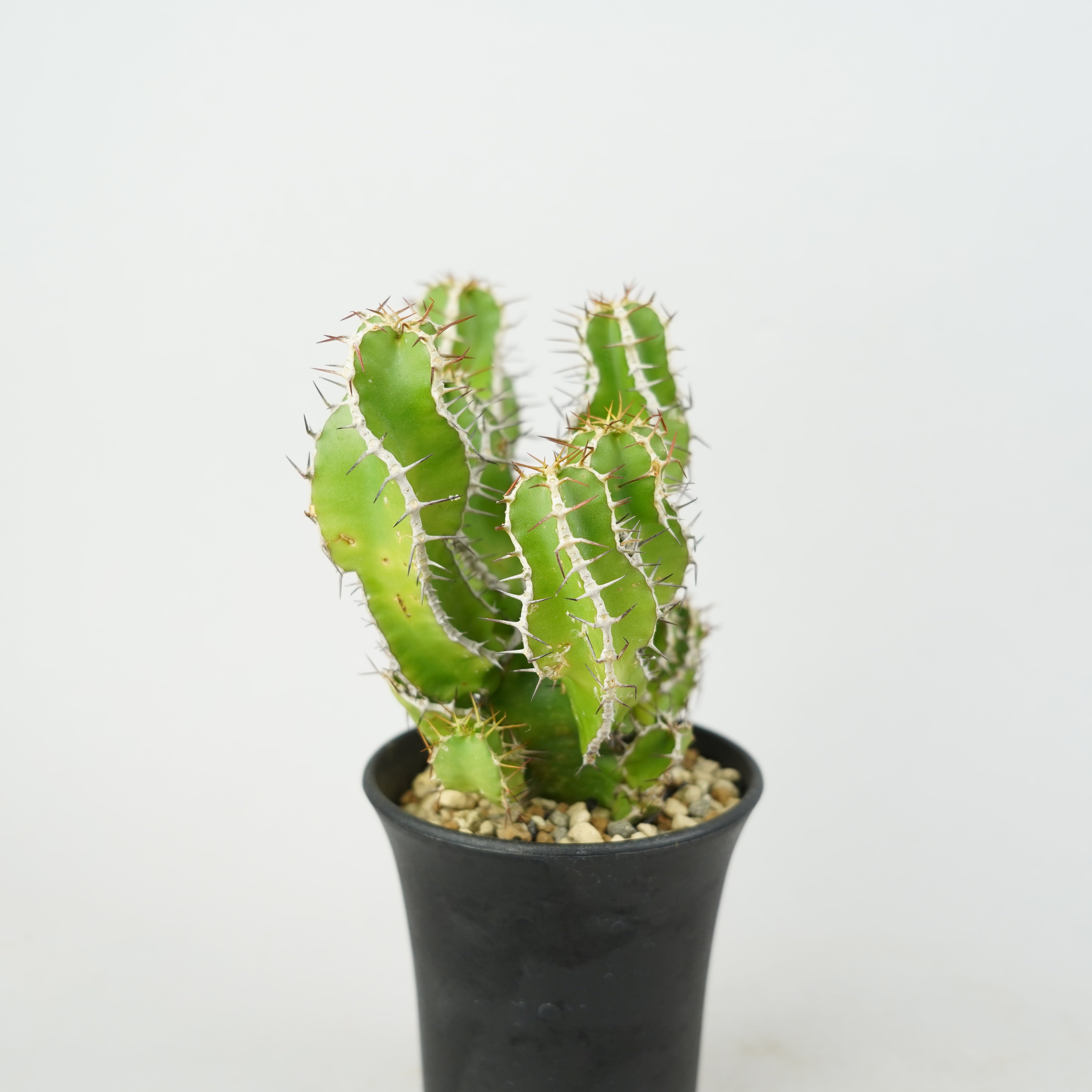 ユーフォルビア・ムランジーナ「Euphorbia Mlanjeana」/EU0171 – Hachi-8