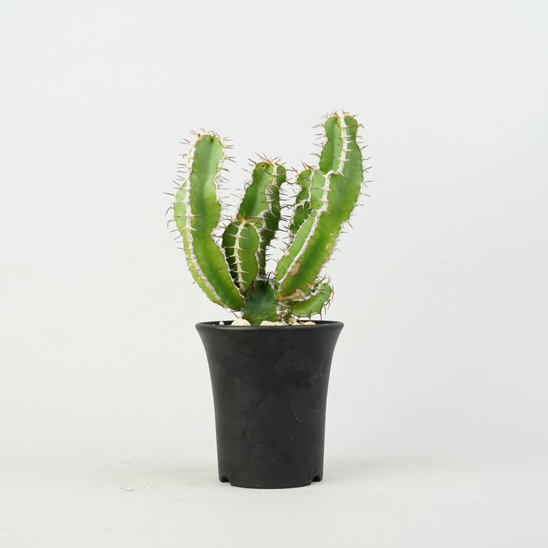 ユーフォルビア・ムランジーナ「Euphorbia Mlanjeana」/EU0172