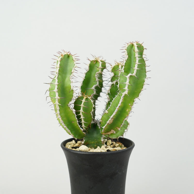 ユーフォルビア・ムランジーナ「Euphorbia Mlanjeana」/EU0172