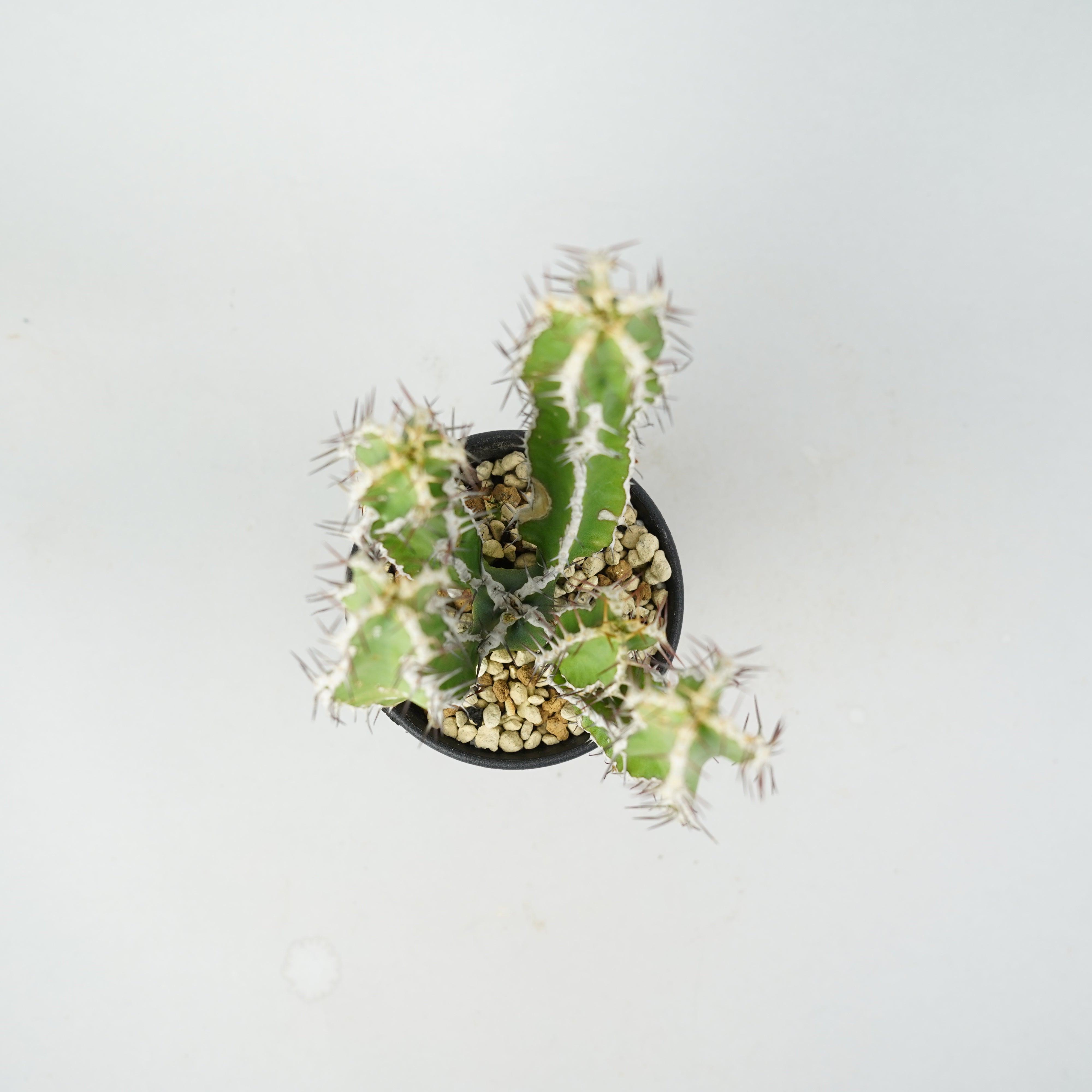 ユーフォルビア・ムランジーナ「Euphorbia Mlanjeana」/EU0172 – Hachi-8