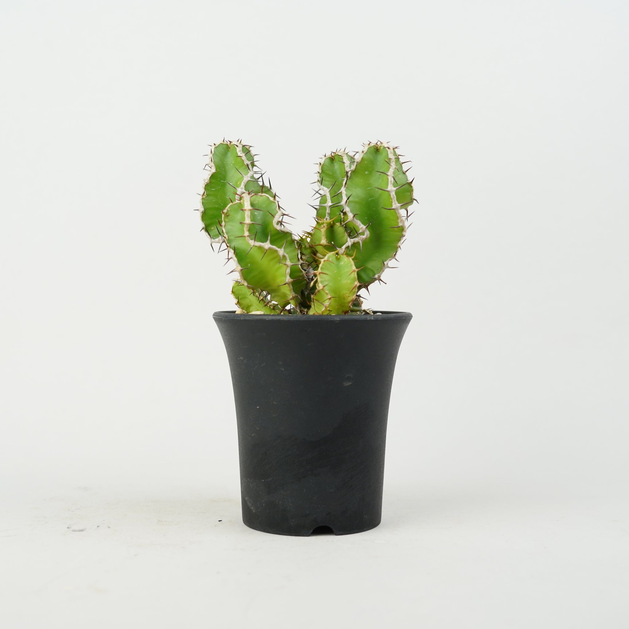 植物/ユーフォルビア/その他のユーフォルビア – – Hachi-8