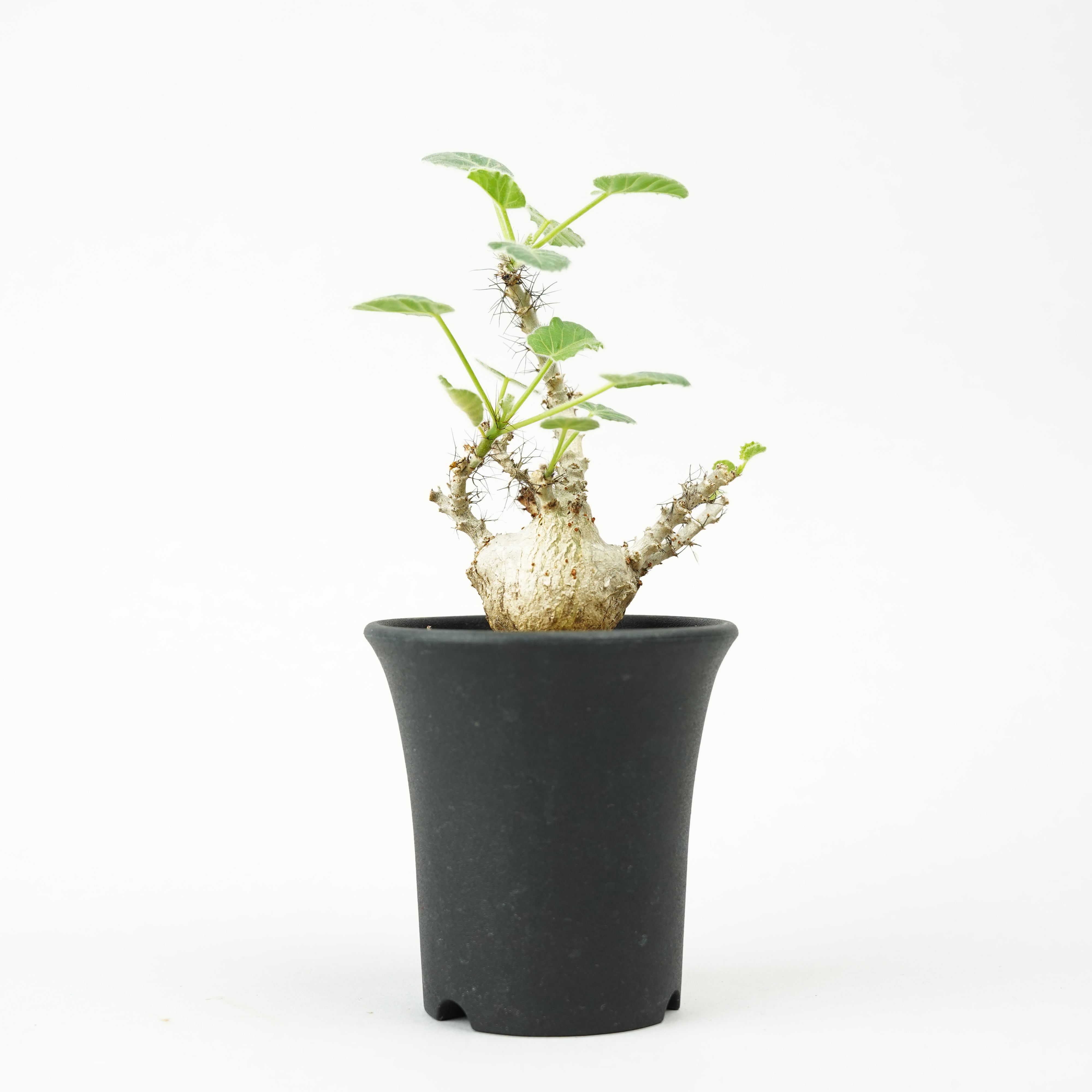 HACHI-8公式】ヤトロファ・マルギナータ -jatropha marginata- – Hachi-8