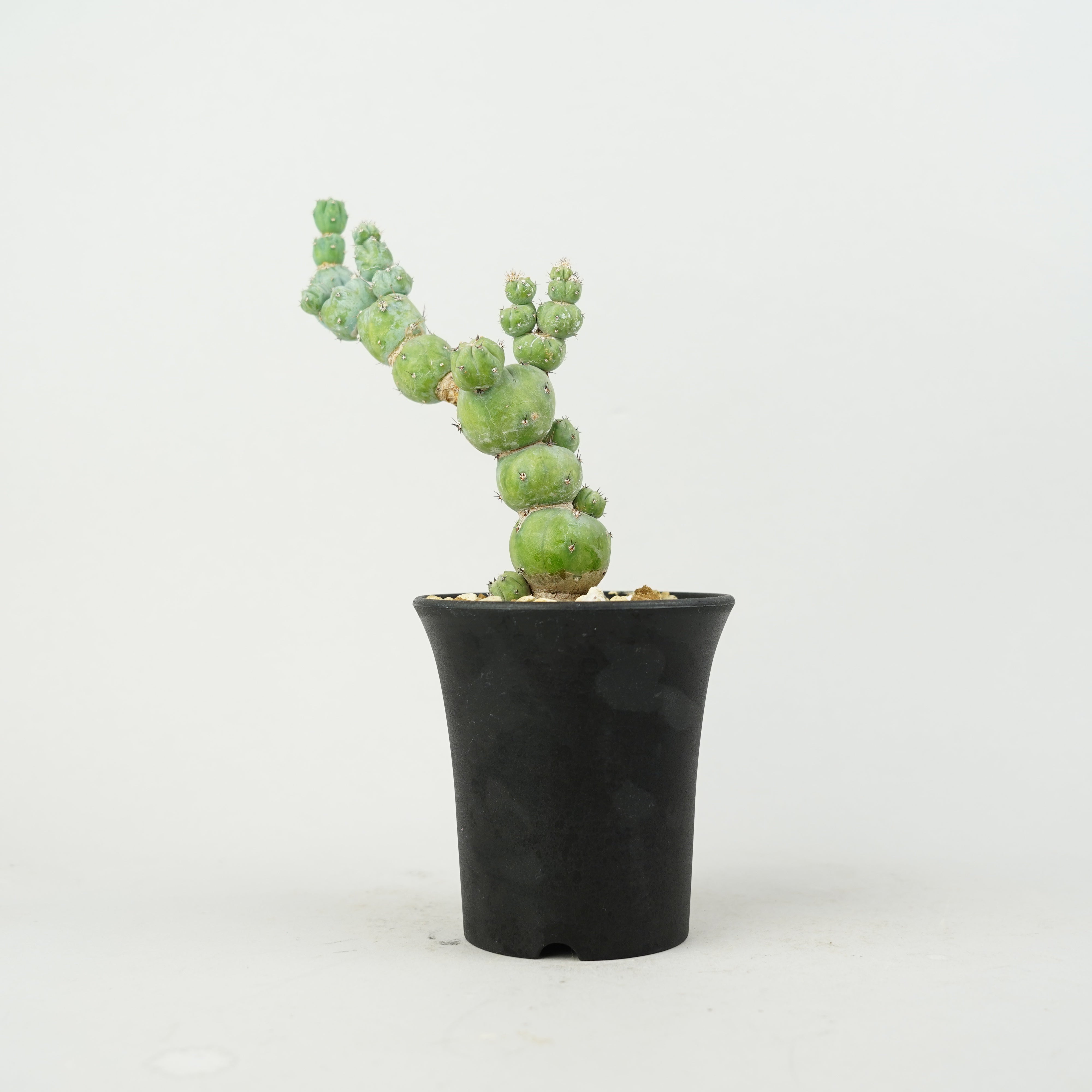 サボテン hachi 植物/希少植物etc/サボテン – Hachi-8