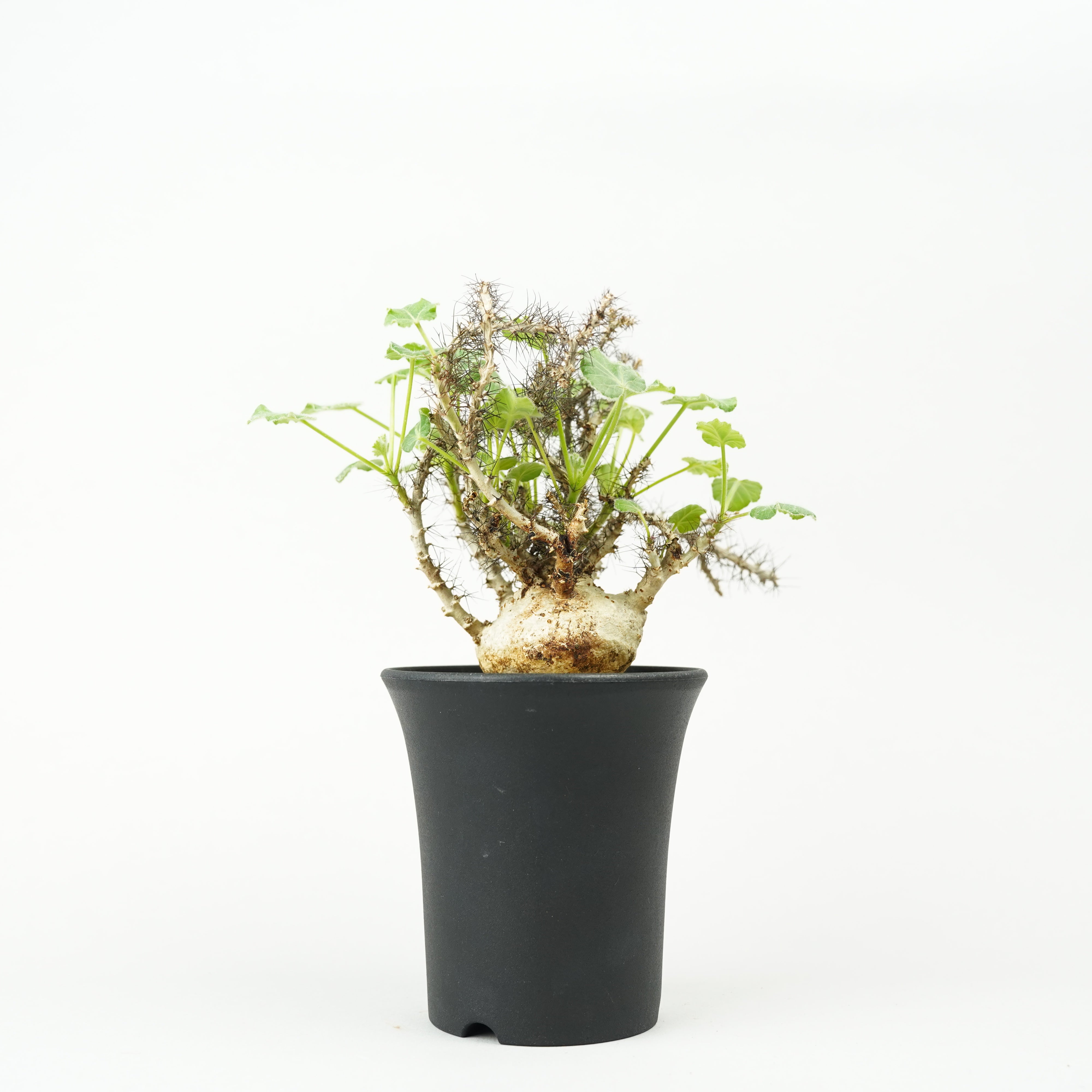 1752 Jatropha marginata / ヤトロファ マルギナータ Jatropha marginata/ヤトロファ マルギナータ（No.316） | LEO.