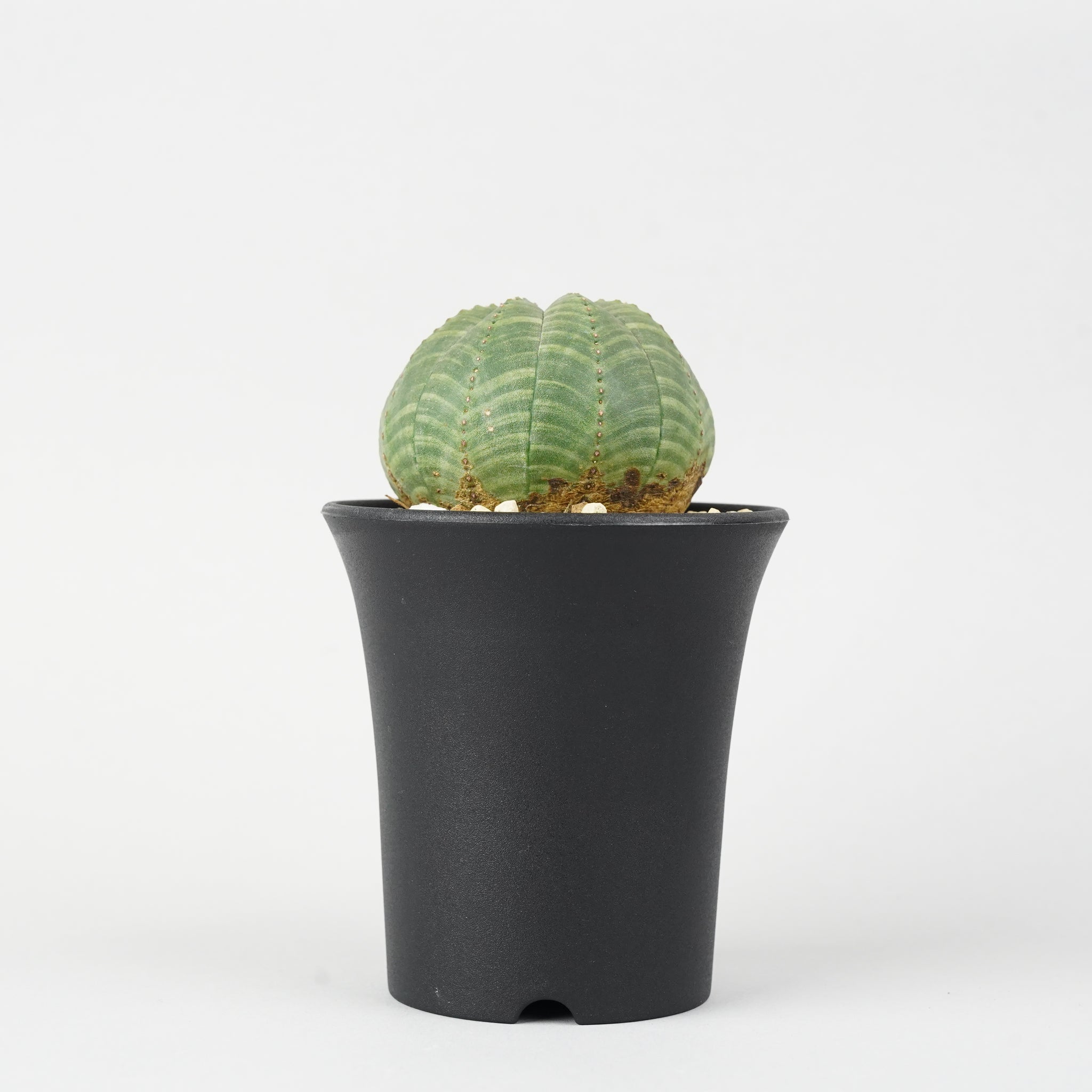 ユーフォルビア・オベサ「Euphorbia Obesa」/EU234