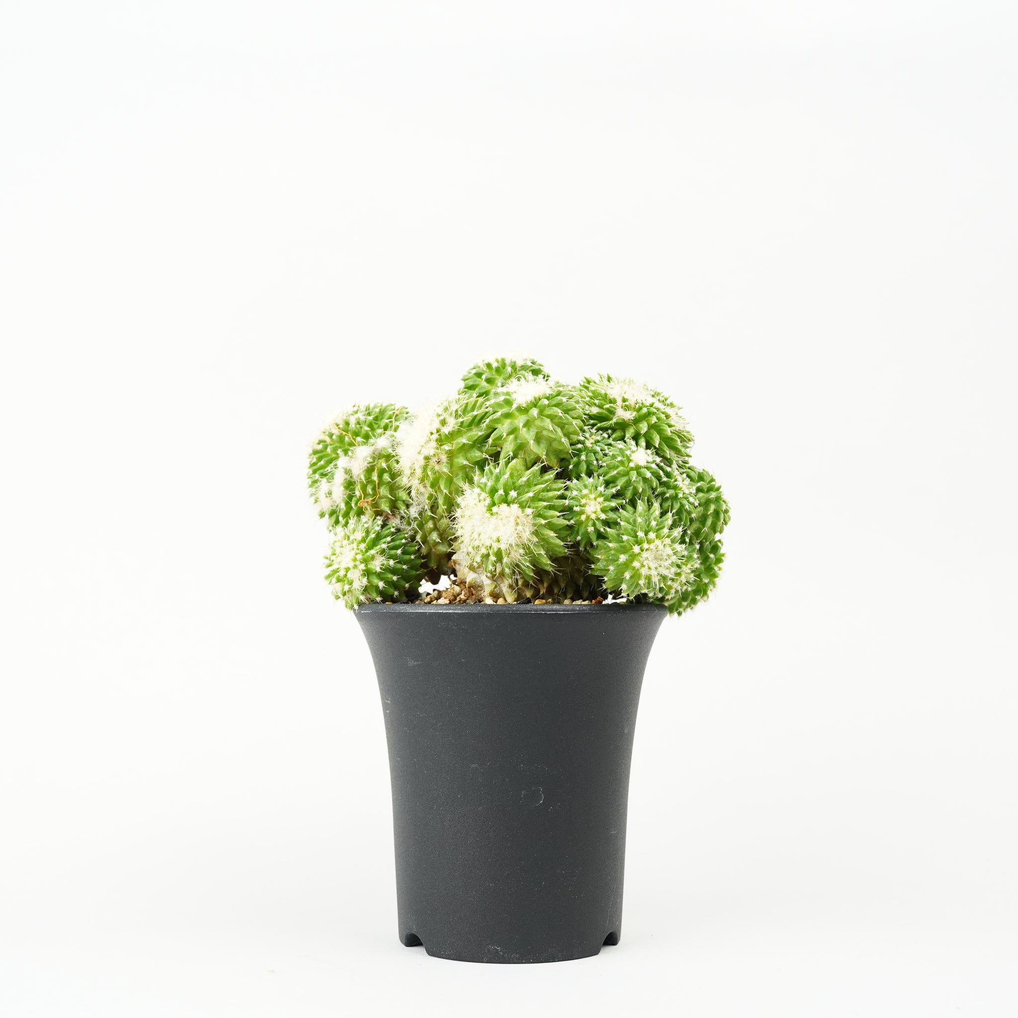 マミラリア・ミスタクス モンストローサ「Mammillaria Mystax Monstrose」 /CA0323