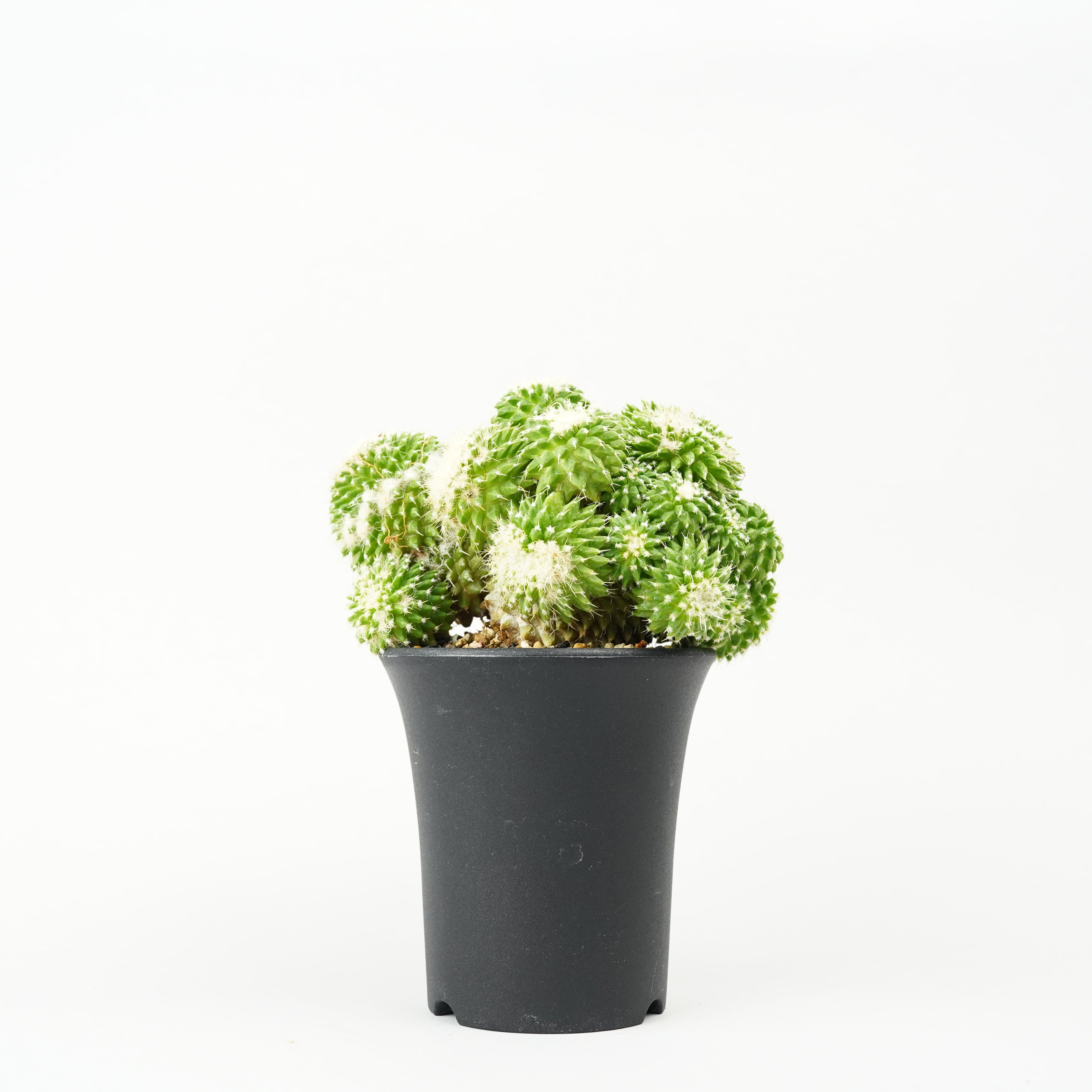 植物/モンストローサ – Hachi-8