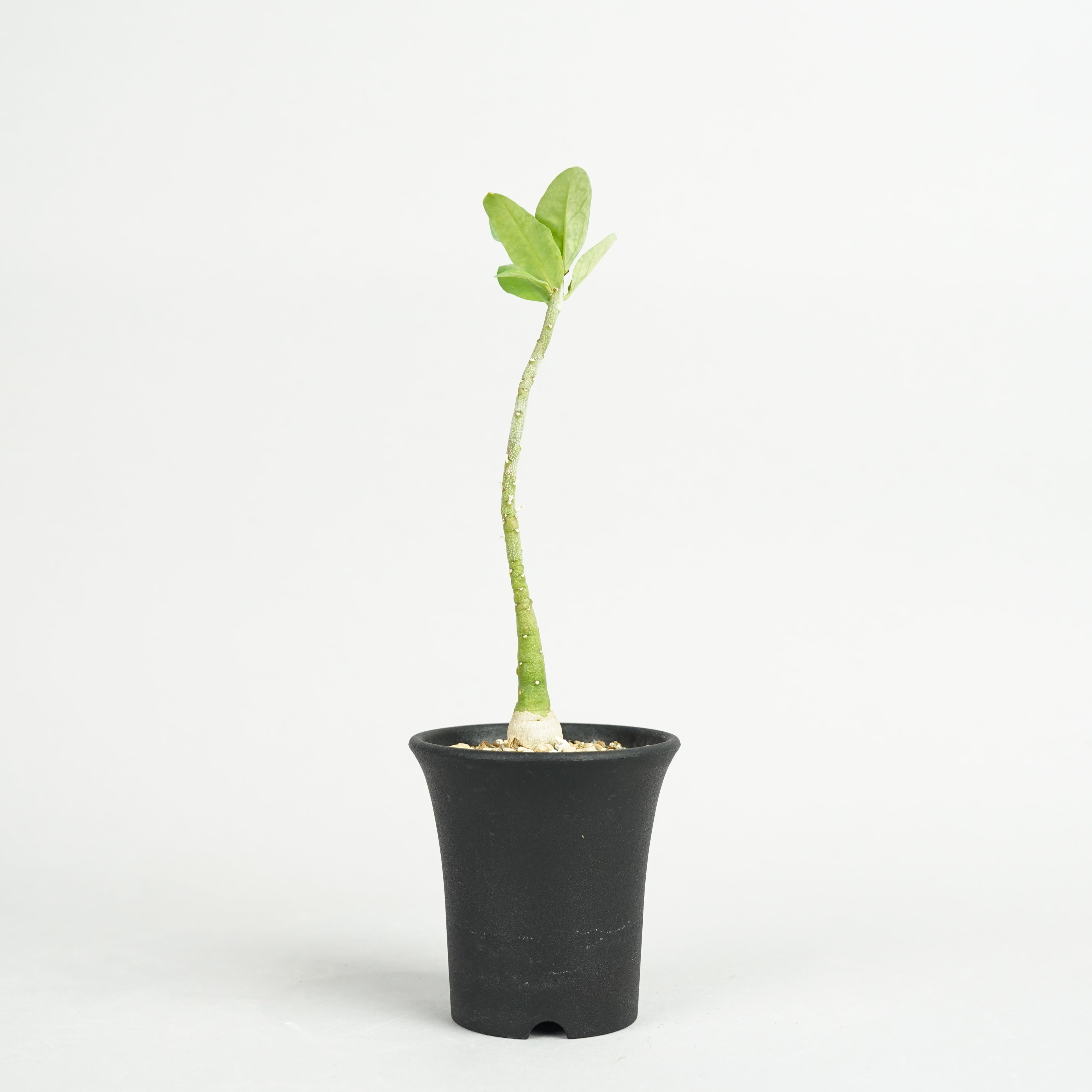 植物/アデニア – Hachi-8